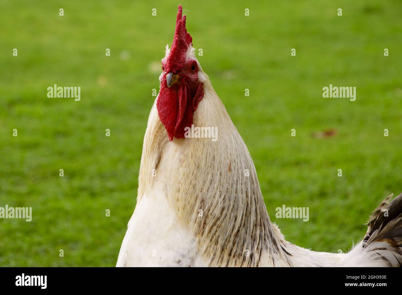 Poulet blanc Leghorn mâle (Gallus gallus domesticus) au Felbrigg Hall National Trust, Norfolk Banque D'Images