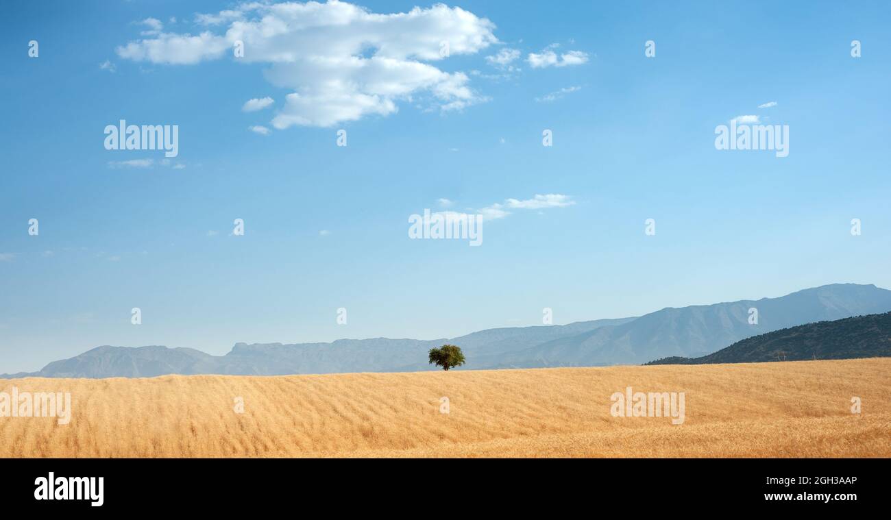 Champ de blé sur la colline avec un arbre au milieu et bleu ciel partiellement nuageux dans la province de Khizestan, iran Banque D'Images Champ de blé sur la colline avec un arbre au milieu et bleu ciel partiellement nuageux dans la province de Khizestan, iran Banque D'Images