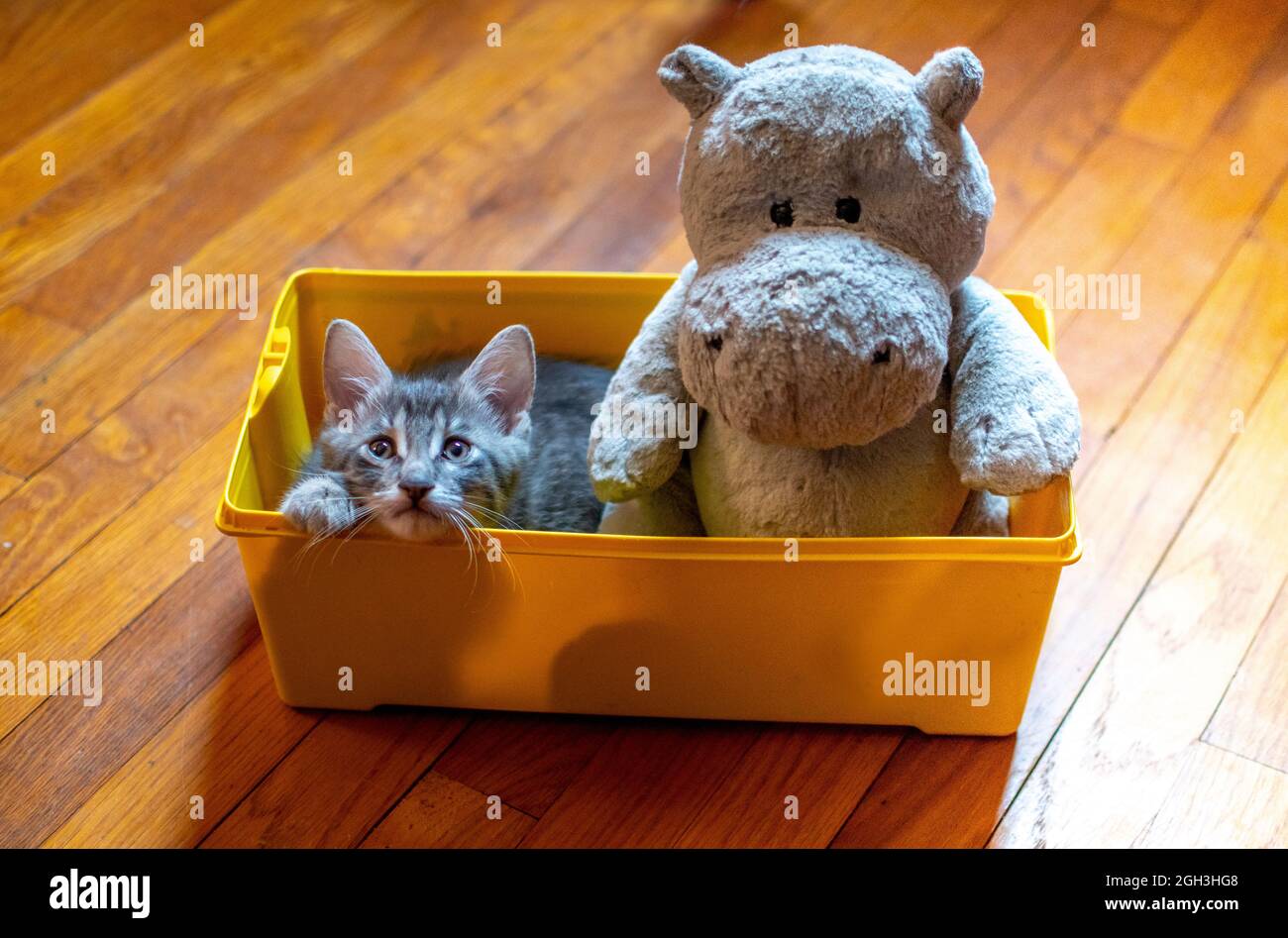 Un duo peu probable, mais ce jeune chaton et bourré hippo dans une boîte en plastique, faire une photo adorable Banque D'Images