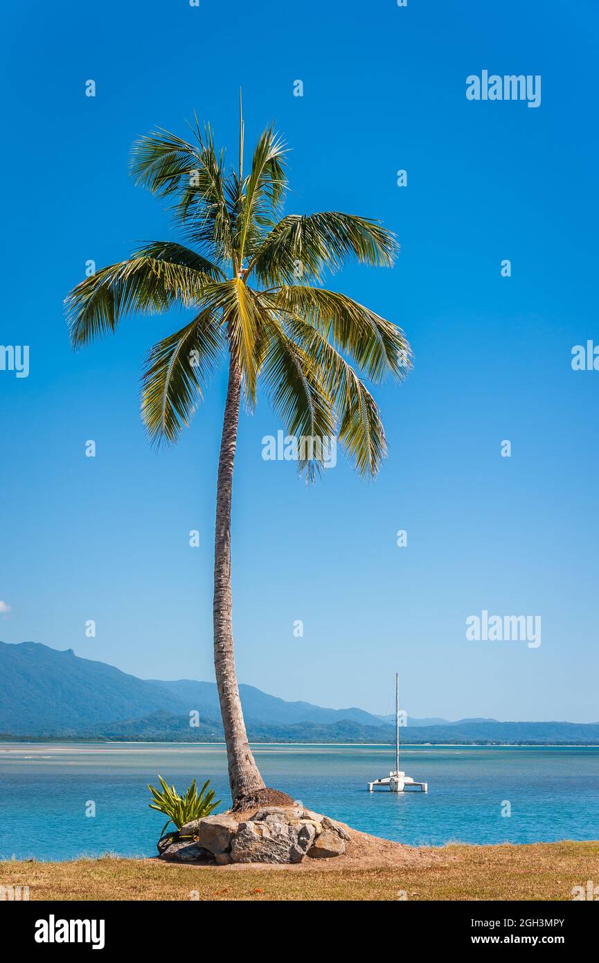 Scène emblématique palmiers à noix de coco surplombant les eaux cristallines et bleues de l'océan Pacifique avec un trimaran ancré à Port Douglas, Queensland, Australie. Banque D'Images