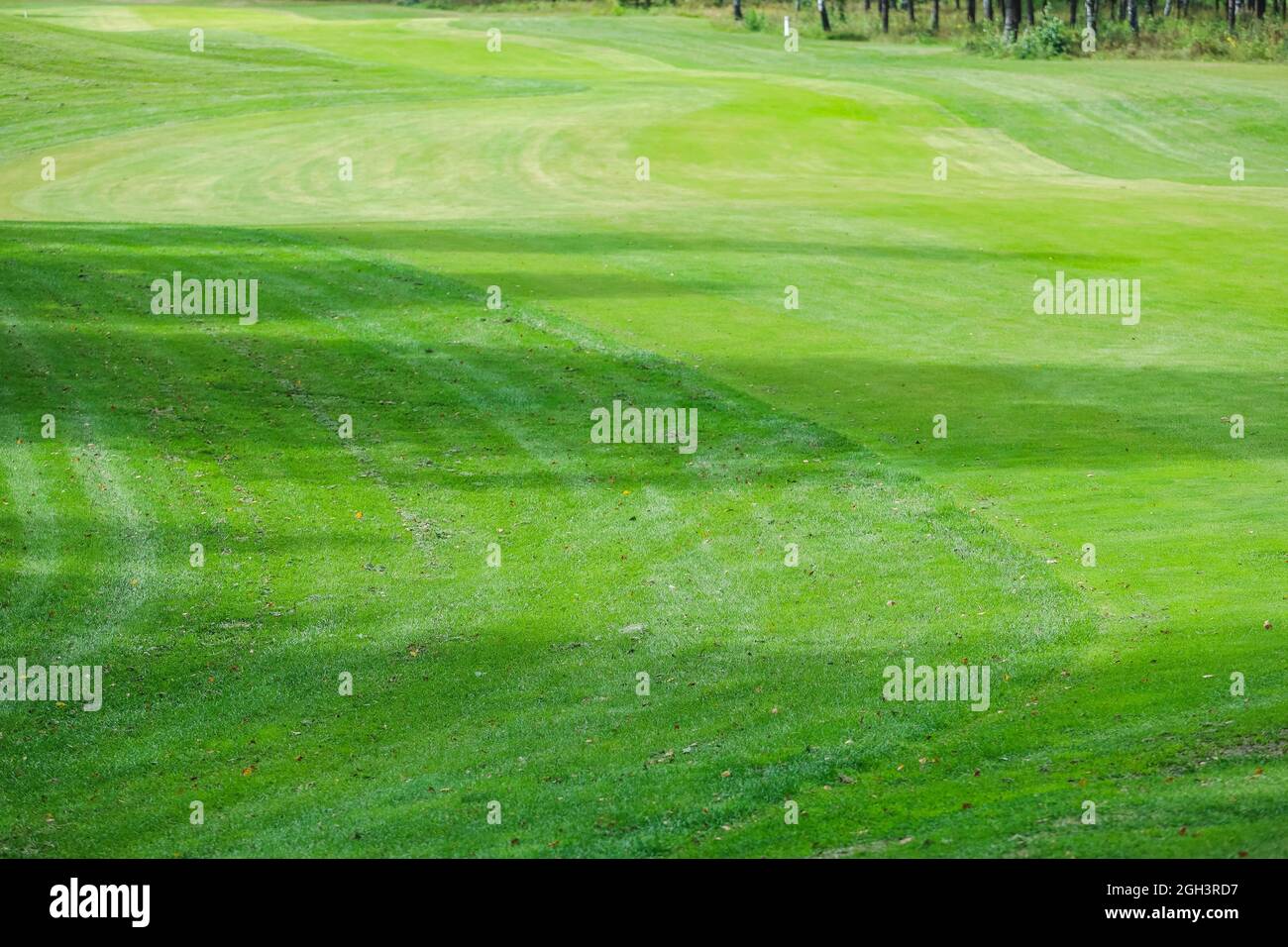 texture de l'herbe verte du terrain de golf pour le fond. Photo de haute qualité Banque D'Images