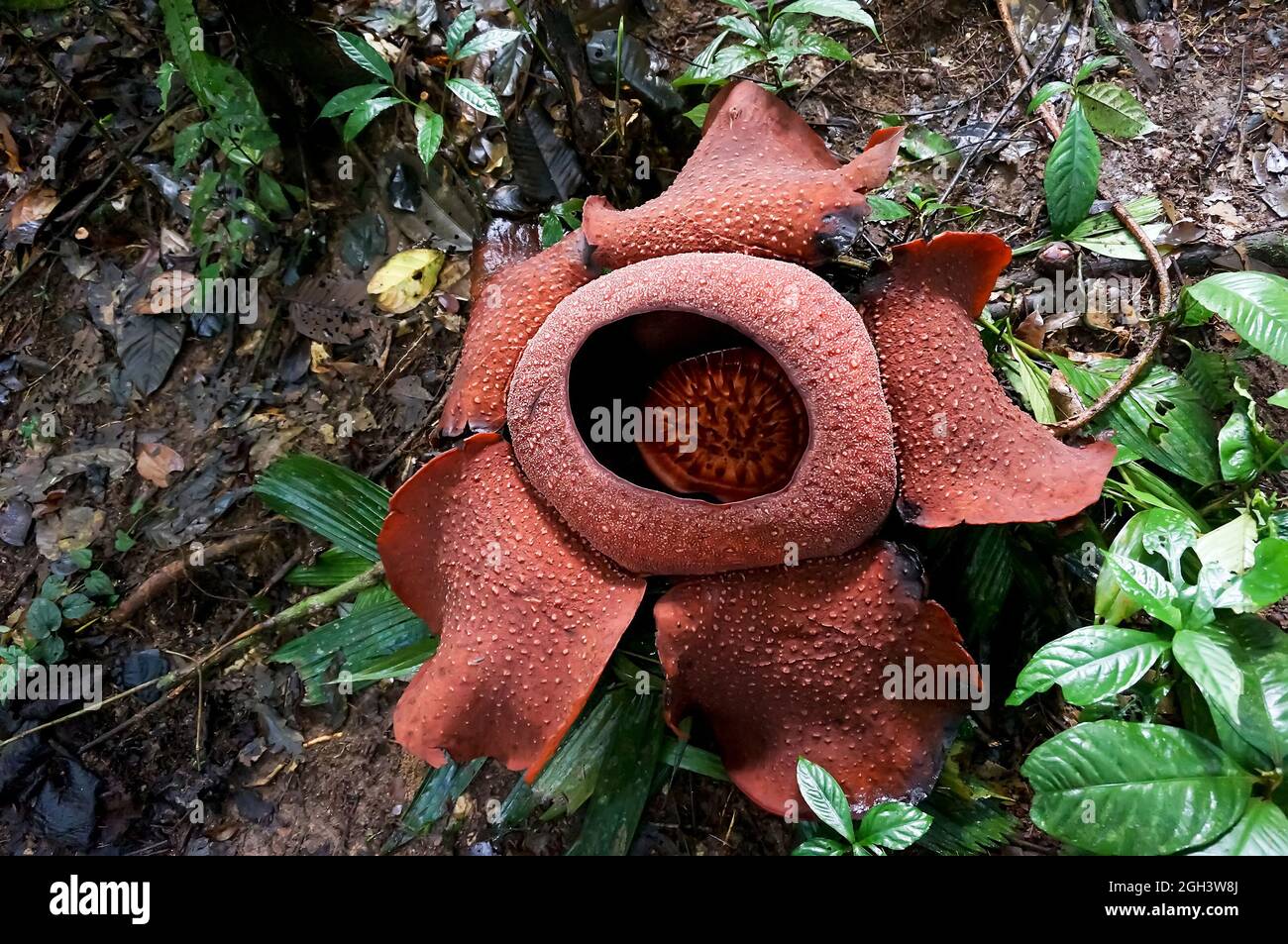 rafflesia - la plus grande fleur du monde. rare belle fleur rouge dans la jungle. Banque D'Images