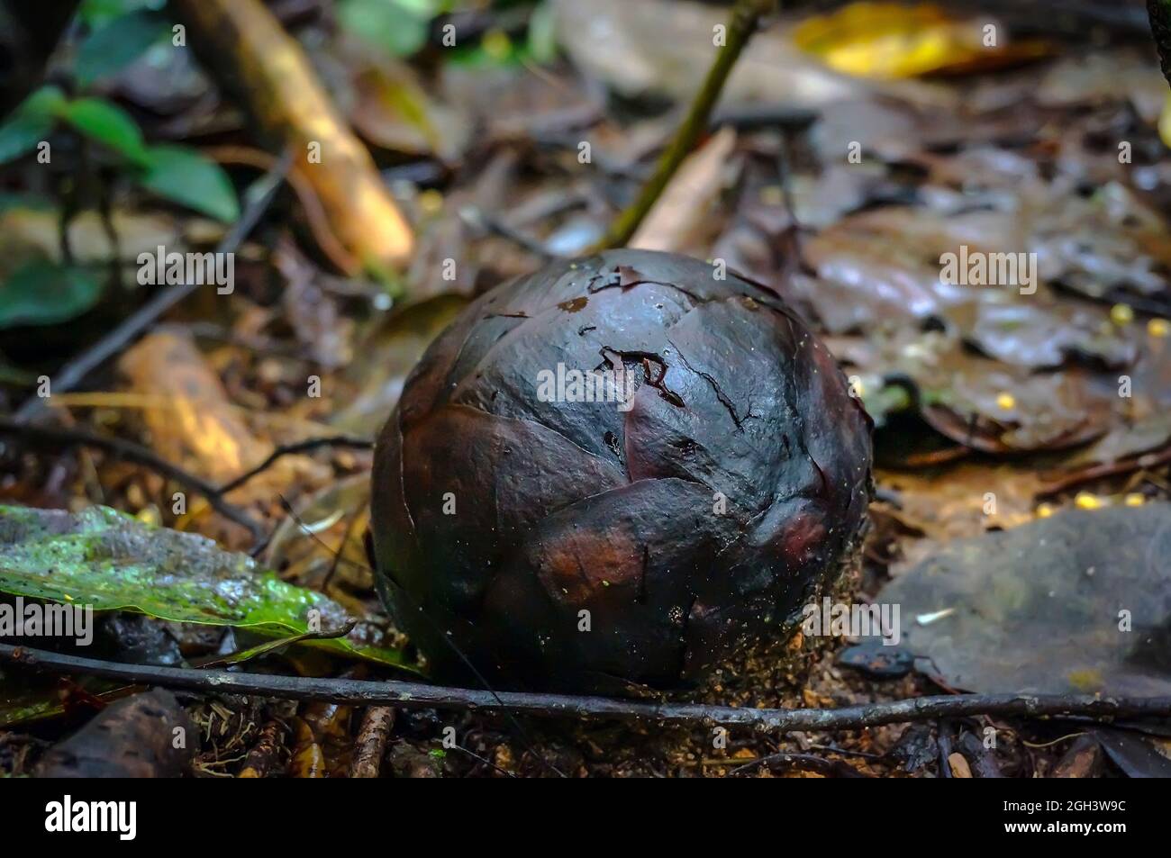 la fleur de rafflesia commence à pousser dans la jungle Banque D'Images