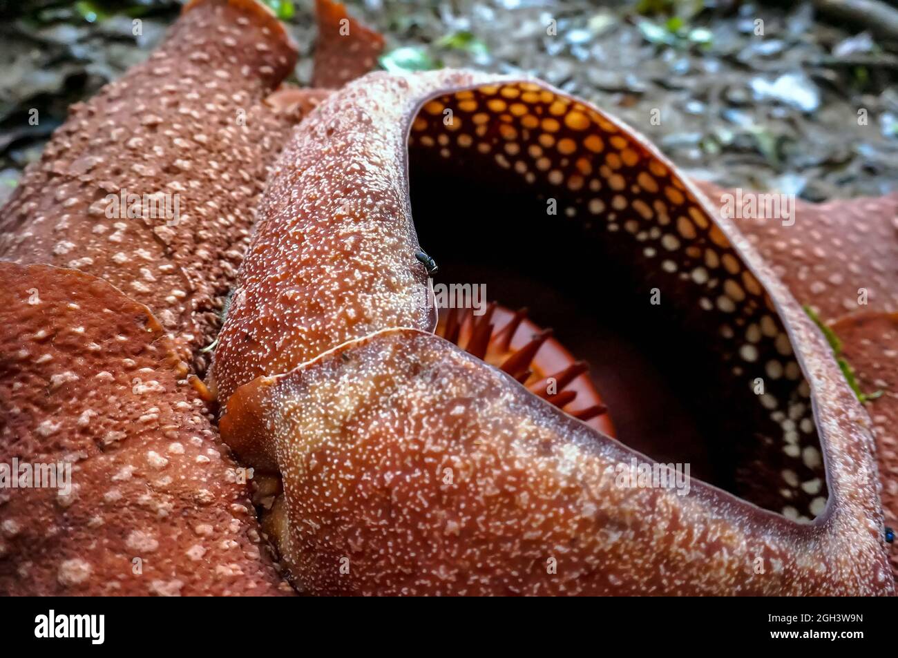 la plus grande fleur du monde rafflesia. rare belle fleur rouge dans la jungle Banque D'Images