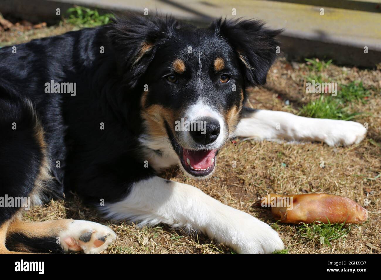 Chiot Collie à bordure tricolore Banque D'Images