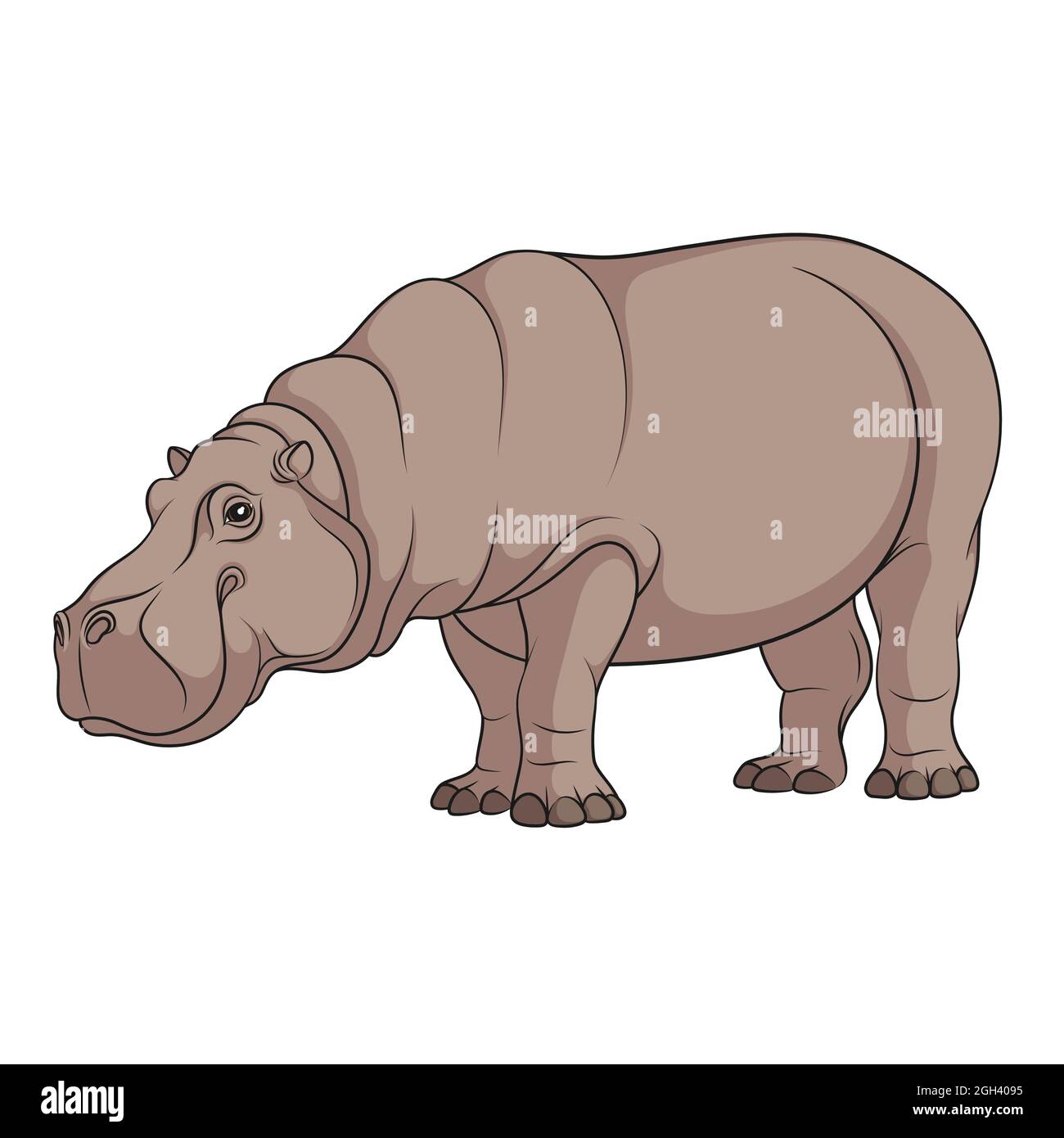 Illustration en couleur d'un hippopotame. Objet vectoriel isolé sur fond blanc. Illustration de Vecteur