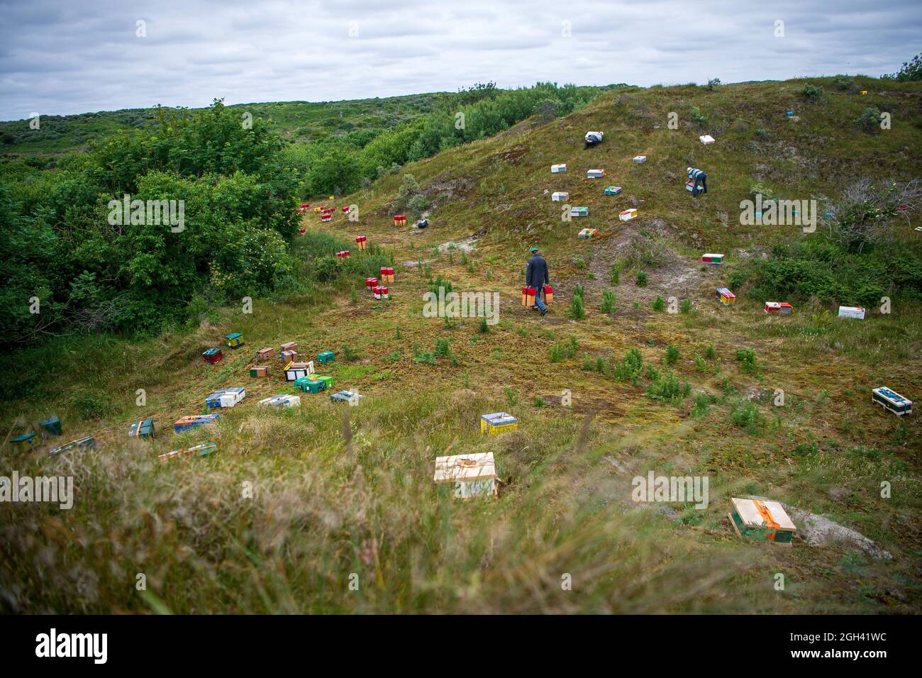 Baltrum, Allemagne. 24 juin 2021. Des ruches sont établies dans les dunes de Baltrum. Baltrum n'est en fait pas une terre de lait et de miel pour les abeilles, car il y a peu de nectar à trouver là. Néanmoins, les apiculteurs de toute l'Allemagne se dirigent vers l'île de la mer du Nord chaque été pour libérer les abeilles reine pendant quelques jours. (À dpa: 'Précieux invités de l'île: Les abeilles viennent à Baltrum pour un été') Credit: Sina Schuldt/dpa/Alay Live News Banque D'Images