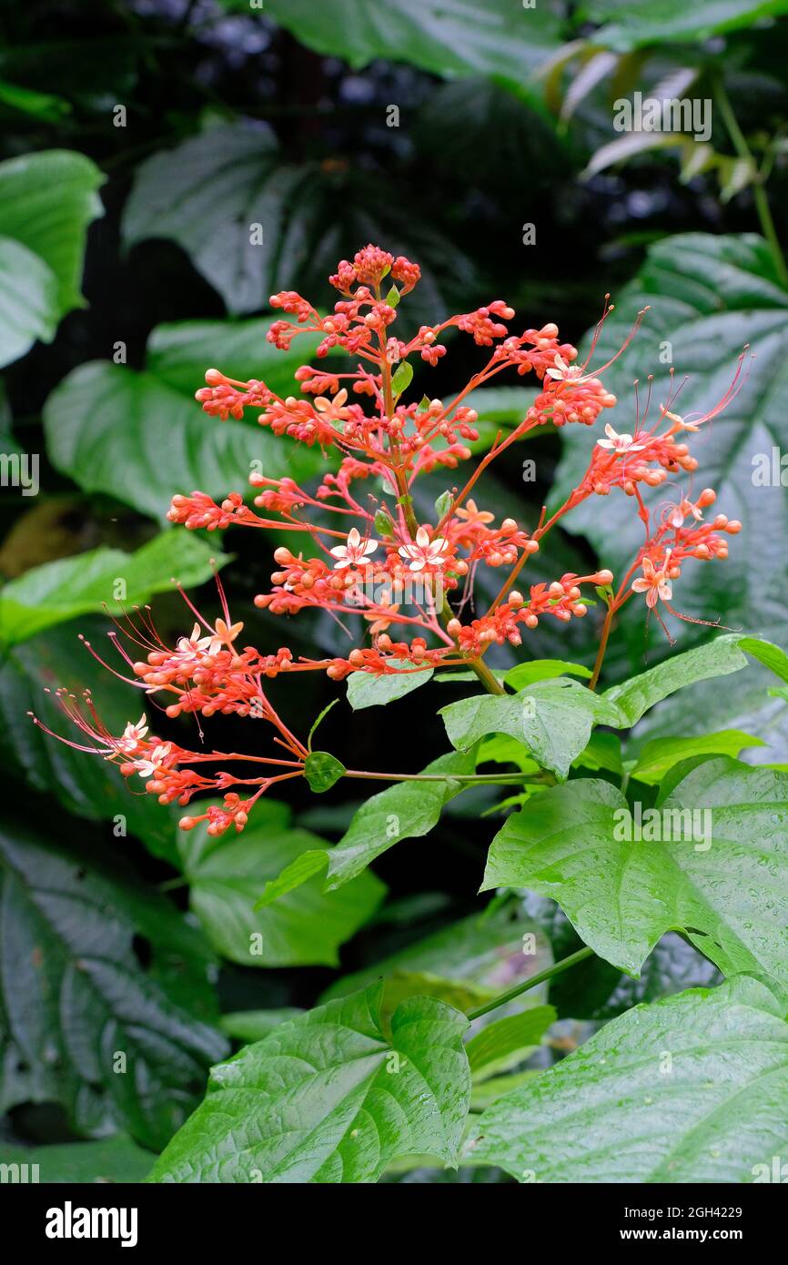 Inflorescence pyramidale de la plante de Pagoda, Clerodendrum paniculatum, avec des fleurs tubulaires de forme orange-rouge Banque D'Images