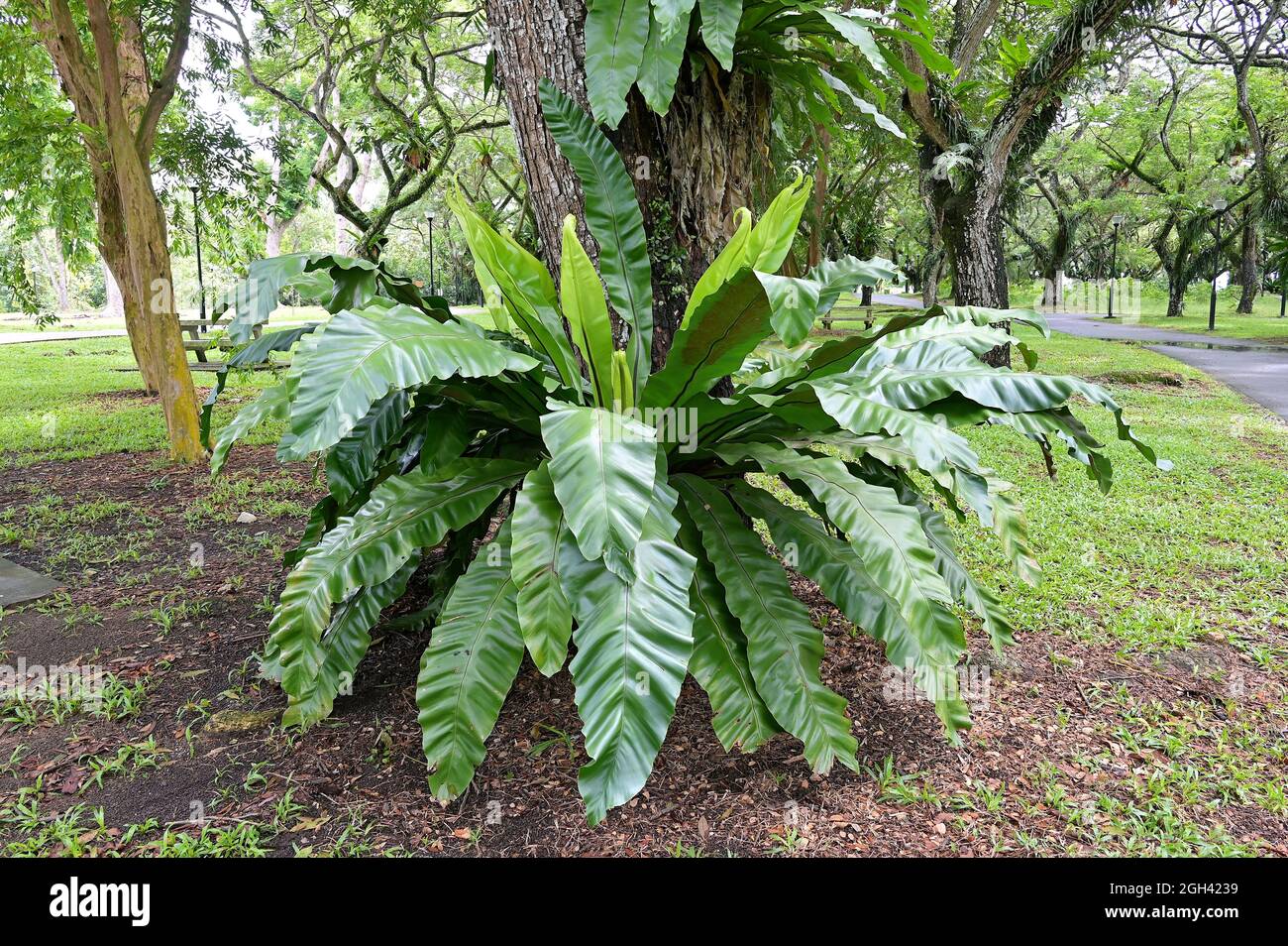 La fougères du Nid d'oiseau (Asplenium nidus) grandit dans un parc naturel tropical Banque D'Images