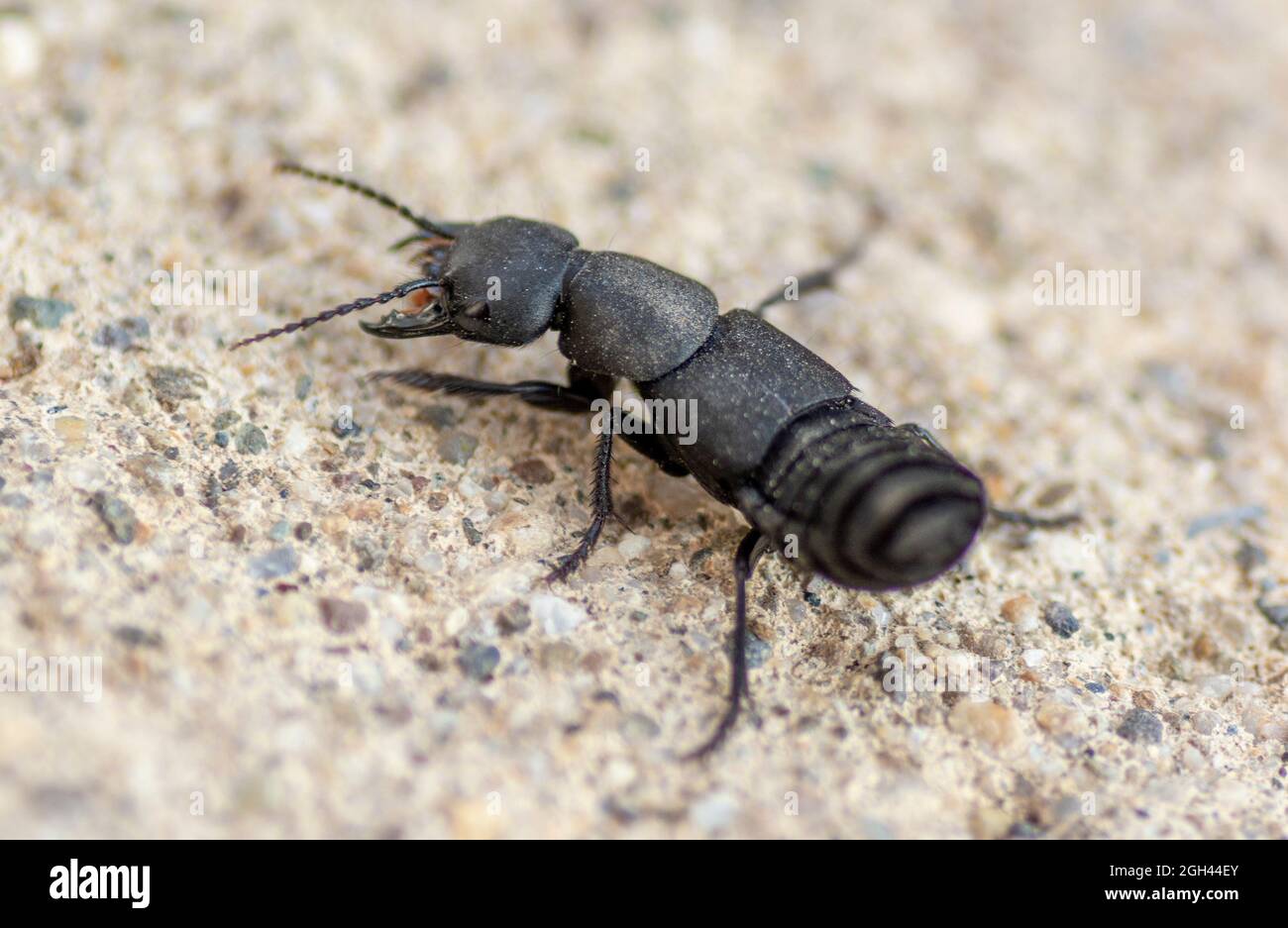 Le coléoptère du diable (Ocypus olens). Banque D'Images