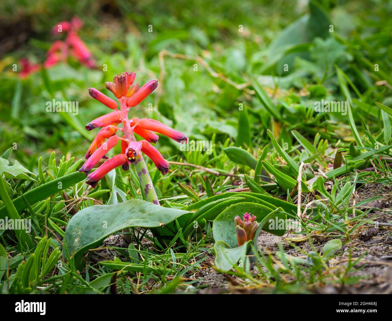 Lachenalia rouge ou rooinaeltjie (Lachenalia bulbifera). Hermanus, la côte des baleines, Overberg, Western Cape. Afrique du Sud Banque D'Images