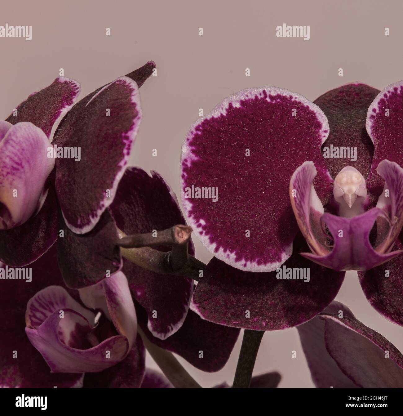 Phalaenopsis Blume, 1825 est un genre d'orchidées épiphytiques qui comprend une cinquantaine d'espèces, toutes indigènes des forêts tropicales humides de l'Asie du Sud-est, Banque D'Images