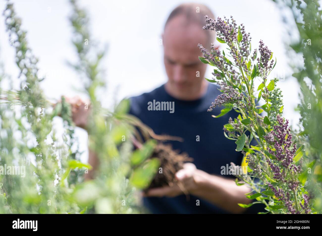 Ober Ramstadt, Allemagne. 31 août 2021. L'agriculteur Mario Schuchmann se trouve dans son champ de quinoa. Le quinoa pseudo-céréale appartient à la famille des renards et est donc plus étroitement lié à la betterave à sucre, à la betterave et aux épinards qu'au blé ou au seigle. Les grains sont considérés comme sans gluten, ont une teneur élevée en protéines et une proportion élevée d'acides aminés essentiels. (À dpa 'la récolte de quinoa commence - superalimentation régionale et 'autre de toutes les graines') Credit: Sebastian Gollnow/dpa/Alamy Live News Banque D'Images