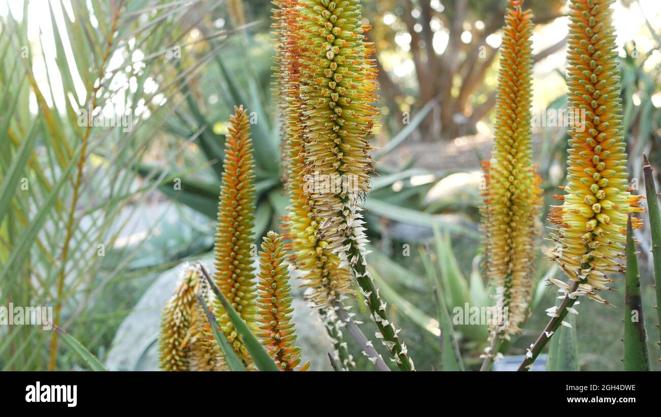 Aloès plante succulente fleur jaune, Californie Etats-Unis. Flore du désert, climat aride nature botanique gros plan. Fleur orange vif d'Aloe Vera. Banque D'Images