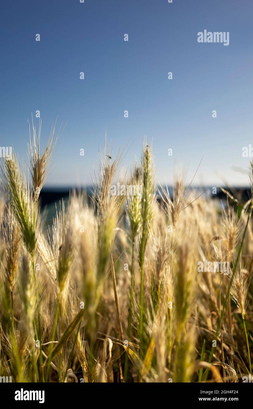 Huttes de plage et herbes au soleil à Tankerton dans le Whitstable Kent Angleterre Banque D'Images