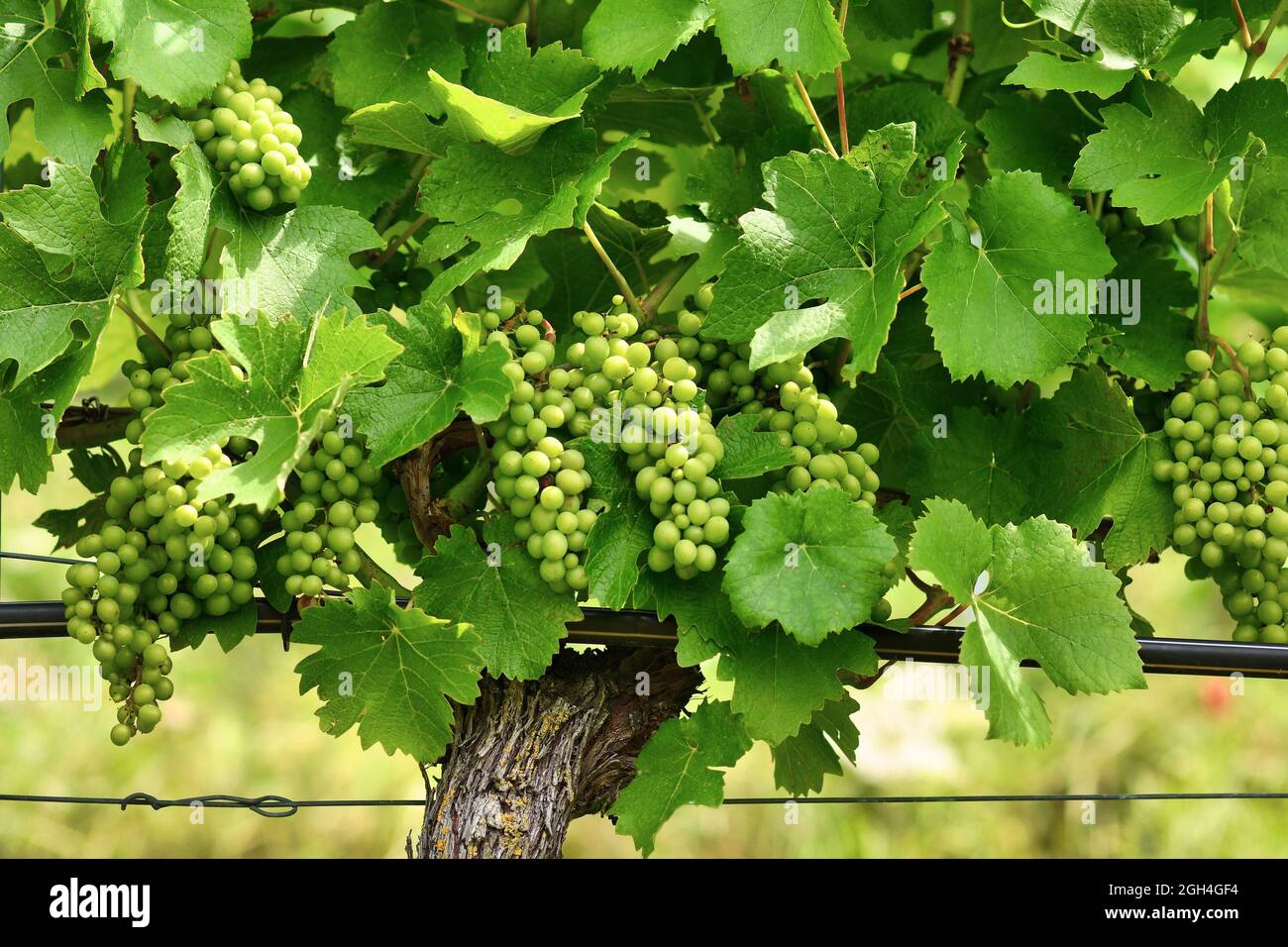 Vignoble avec bouquet de petits raisins de vin vert Banque D'Images