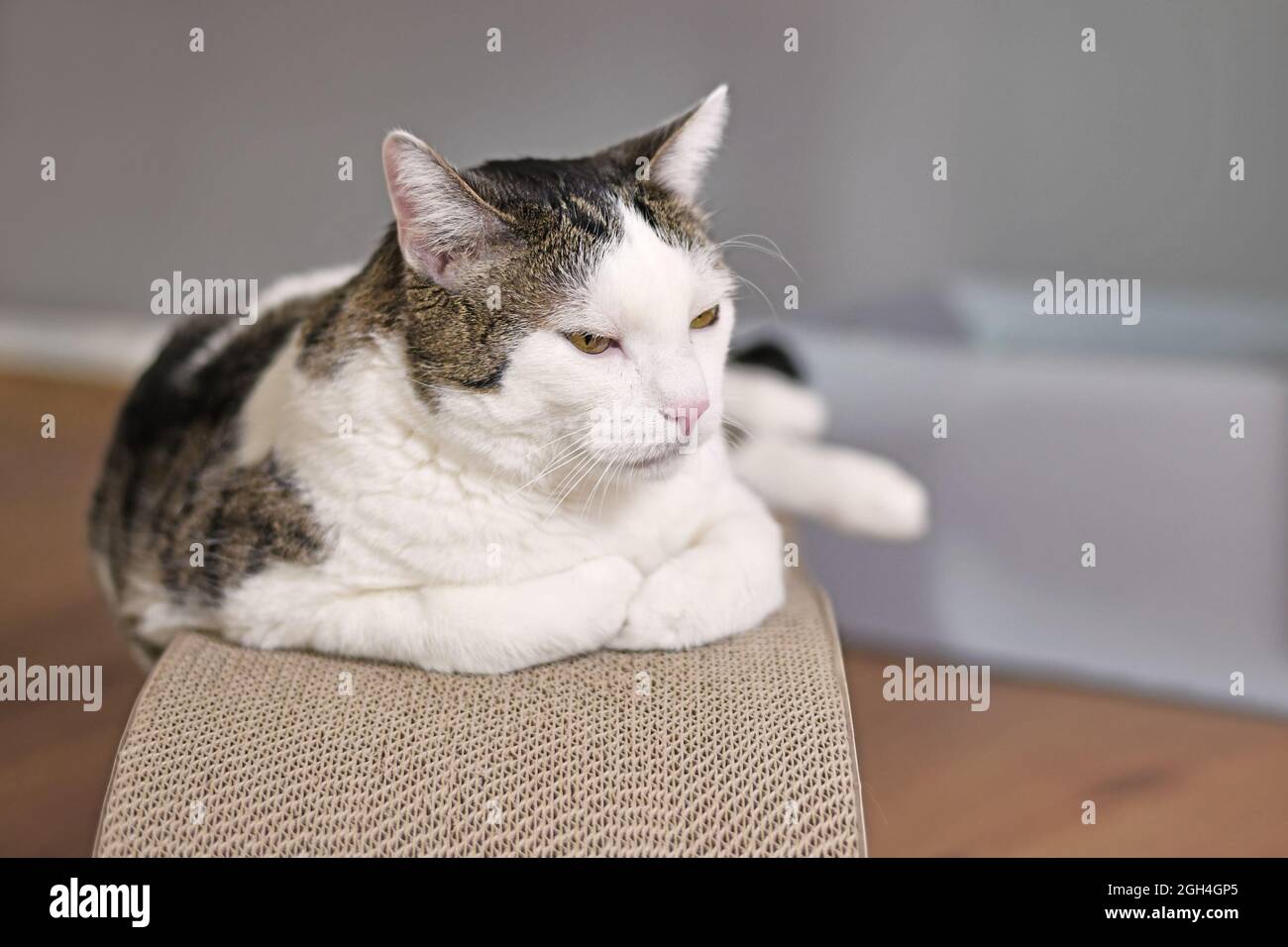 Le tabby et le chat blanc sont posés sur une planche à gratter en carton Banque D'Images