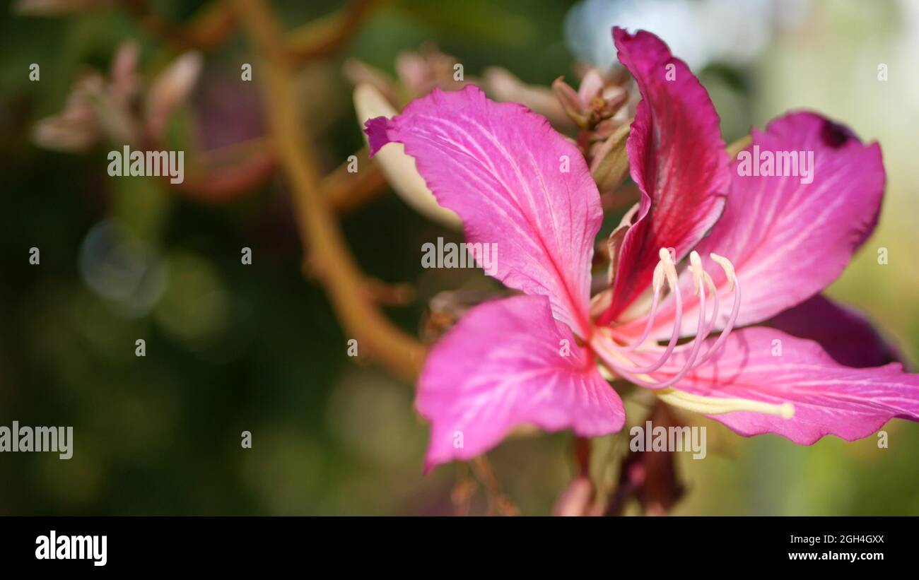 Fleur de fleur d'orchidés de bauhinia violet, Californie, États-Unis. Fleur  tropicale exotique violette, jungle forêt tropicale atmosphère douce foyer.  Magenta foncé vif Photo Stock - Alamy