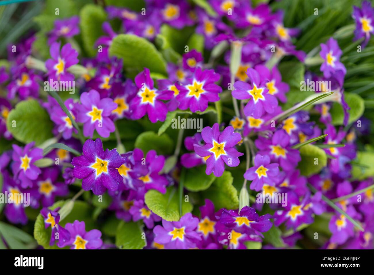 beaucoup de belles primroses poussant dans le jardin au soleil de printemps Banque D'Images