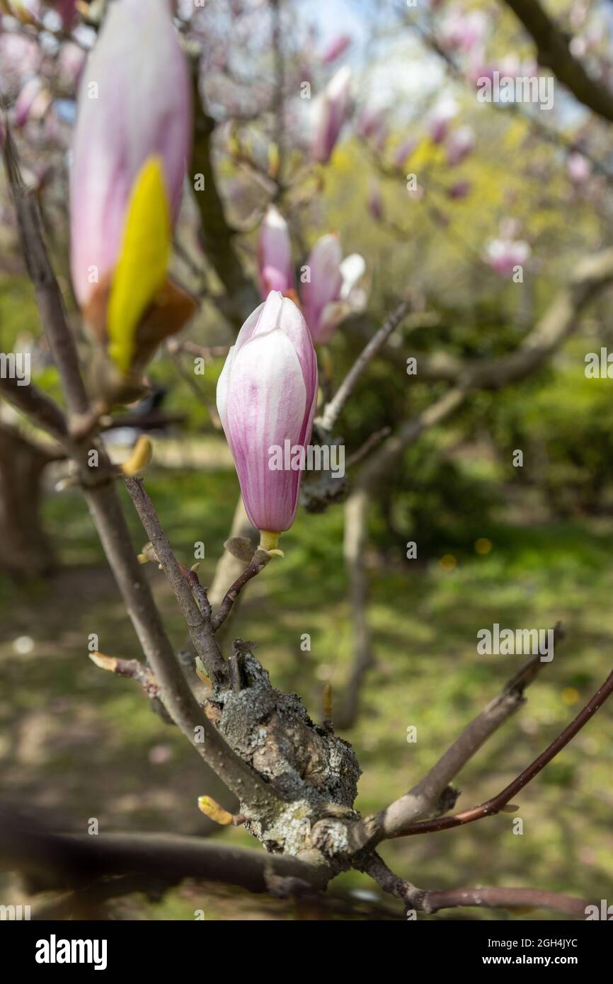 Belles fleurs de magnolia blanc rose au printemps Banque D'Images