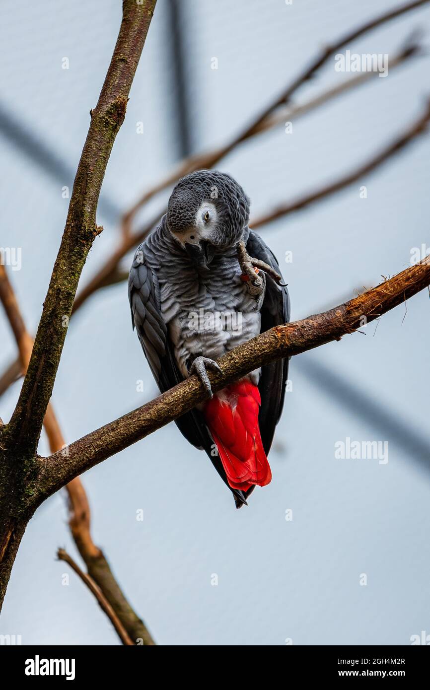 Petit oiseau debout sur une branche Banque D'Images