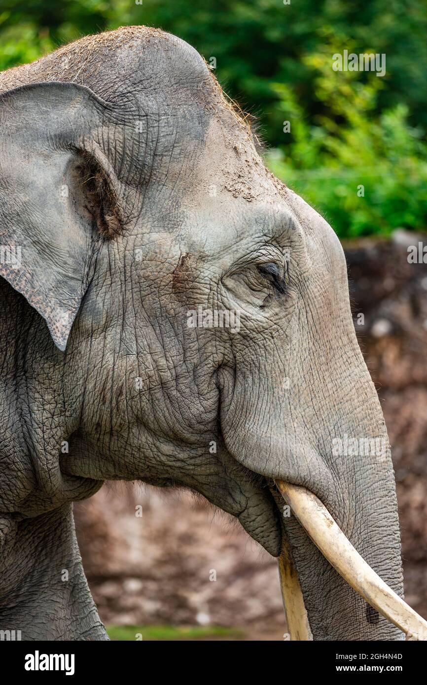 Grand éléphant souriant Banque D'Images