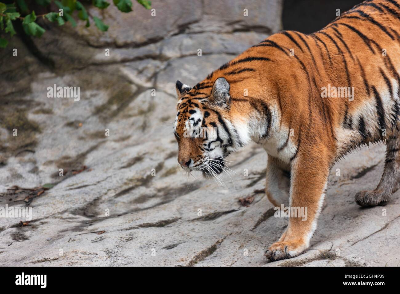 La marche et le froid du tigre Banque D'Images