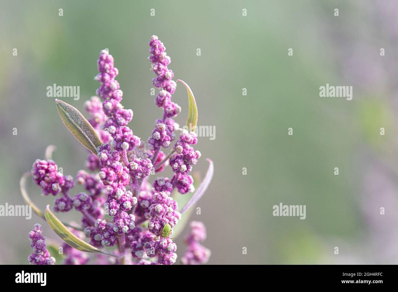 Ober Ramstadt, Allemagne. 31 août 2021. Des usines de quinoa se trouvent dans un champ près d'Ober-Ramstadt. Le quinoa pseudo-céréale appartient à la famille des renards et est donc plus étroitement lié à la betterave à sucre, à la betterave et aux épinards qu'au blé ou au seigle. Credit: Sebastian Gollnow/dpa/Alay Live News Banque D'Images