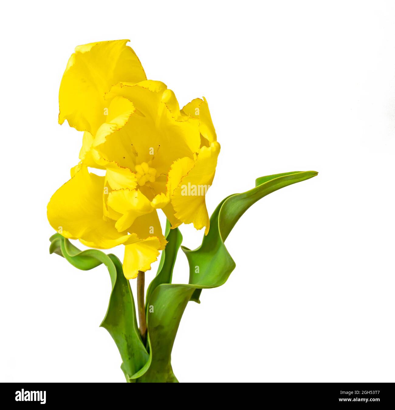 Tulipa gesneriana, la tulipe Didier ou tulipe de jardin, est une espèce de plante de la famille des nénuphars, cultivée comme ornementale Banque D'Images