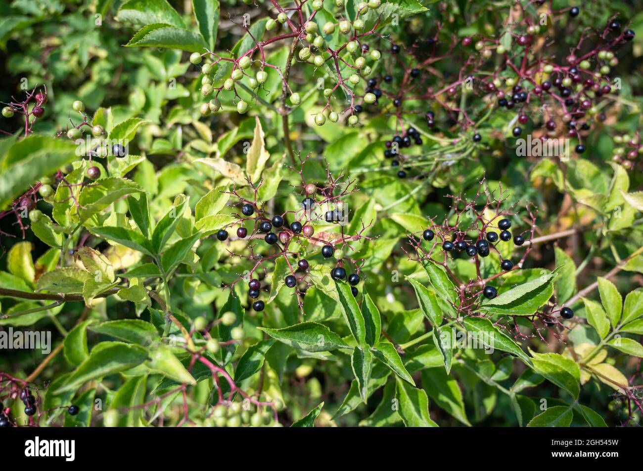 Une vue sur une abondance de Blackcurrants sur une brousse dans la campagne de Norfolk Banque D'Images