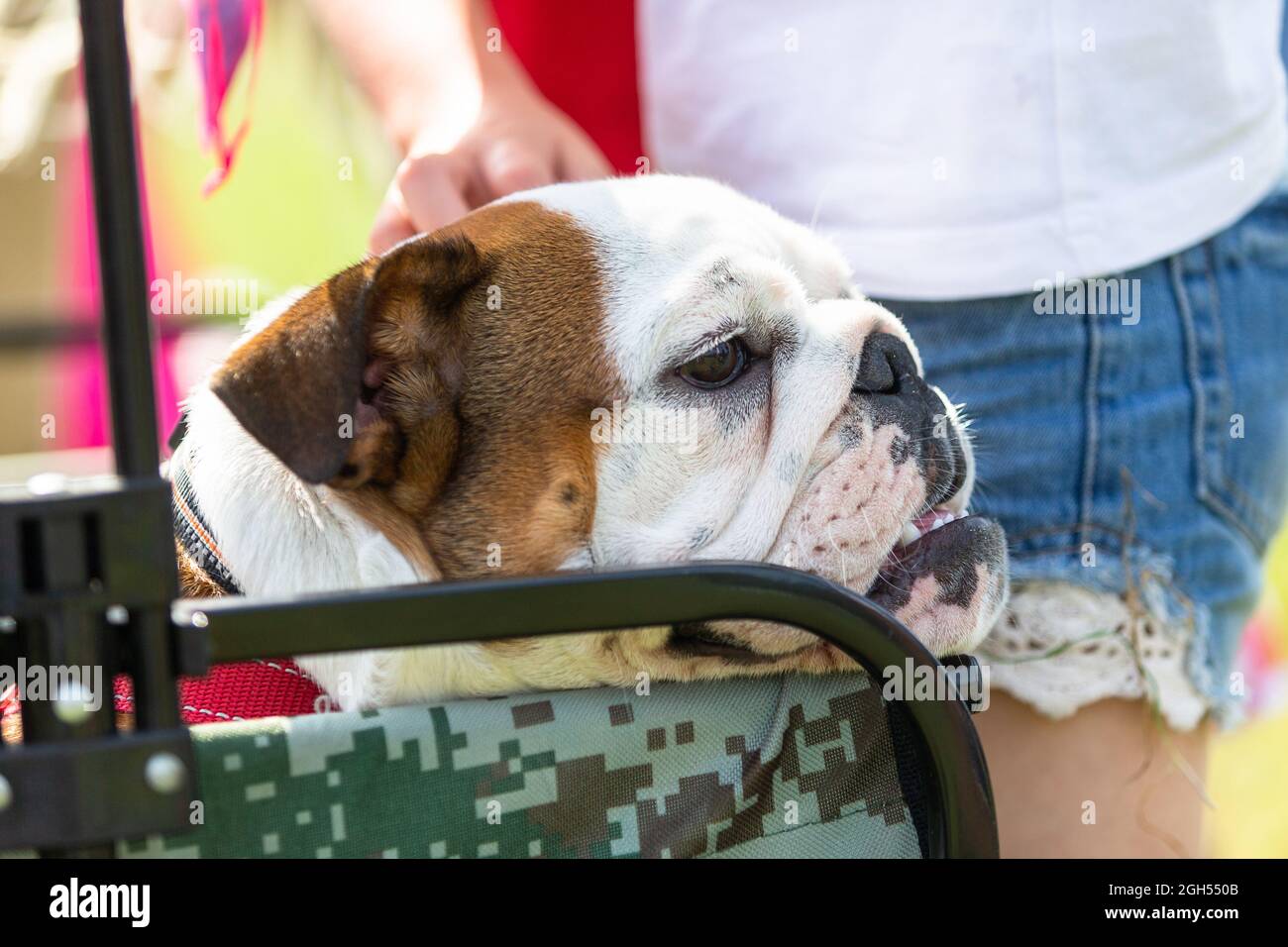 Stourbridge, West Midlands, Royaume-Uni. 5 septembre 2021. Un chien tente de se rafraîchir à l'ombre au Raven's Rescue Dog Show à Stourbridge, West Midlands, un jour où les températures atteignent les années 20. Crédit : Peter Lophan/Alay Live News Banque D'Images