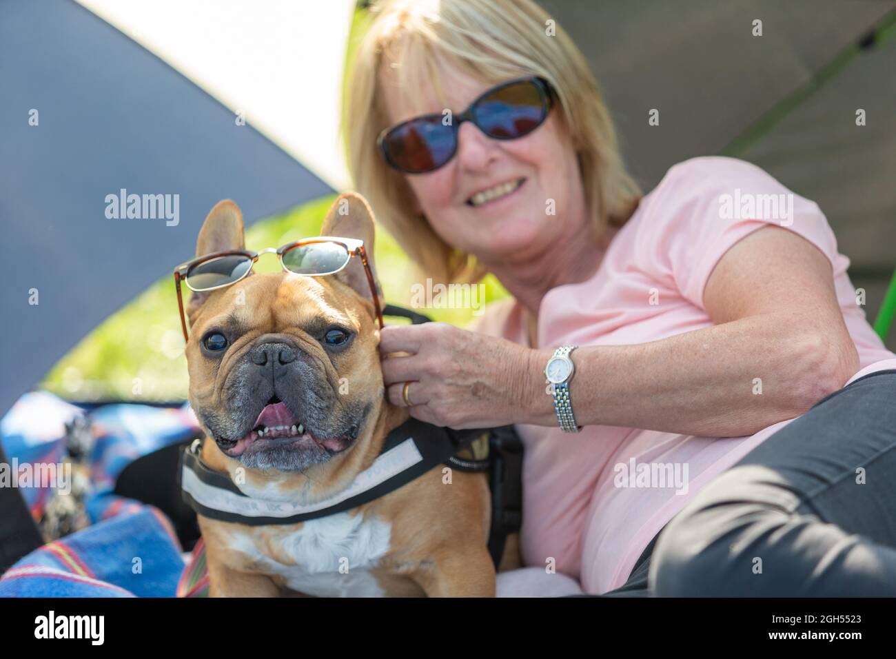 Stourbridge, West Midlands, Royaume-Uni. 5 septembre 2021. Walter, un chien de taureau français, se garde au frais à l'ombre avec Pat Smith, au Raven's Rescue Dog Show à Stourbridge, West Midlands, lors d'une journée où les températures atteignent les années 20. Crédit : Peter Lophan/Alay Live News Banque D'Images