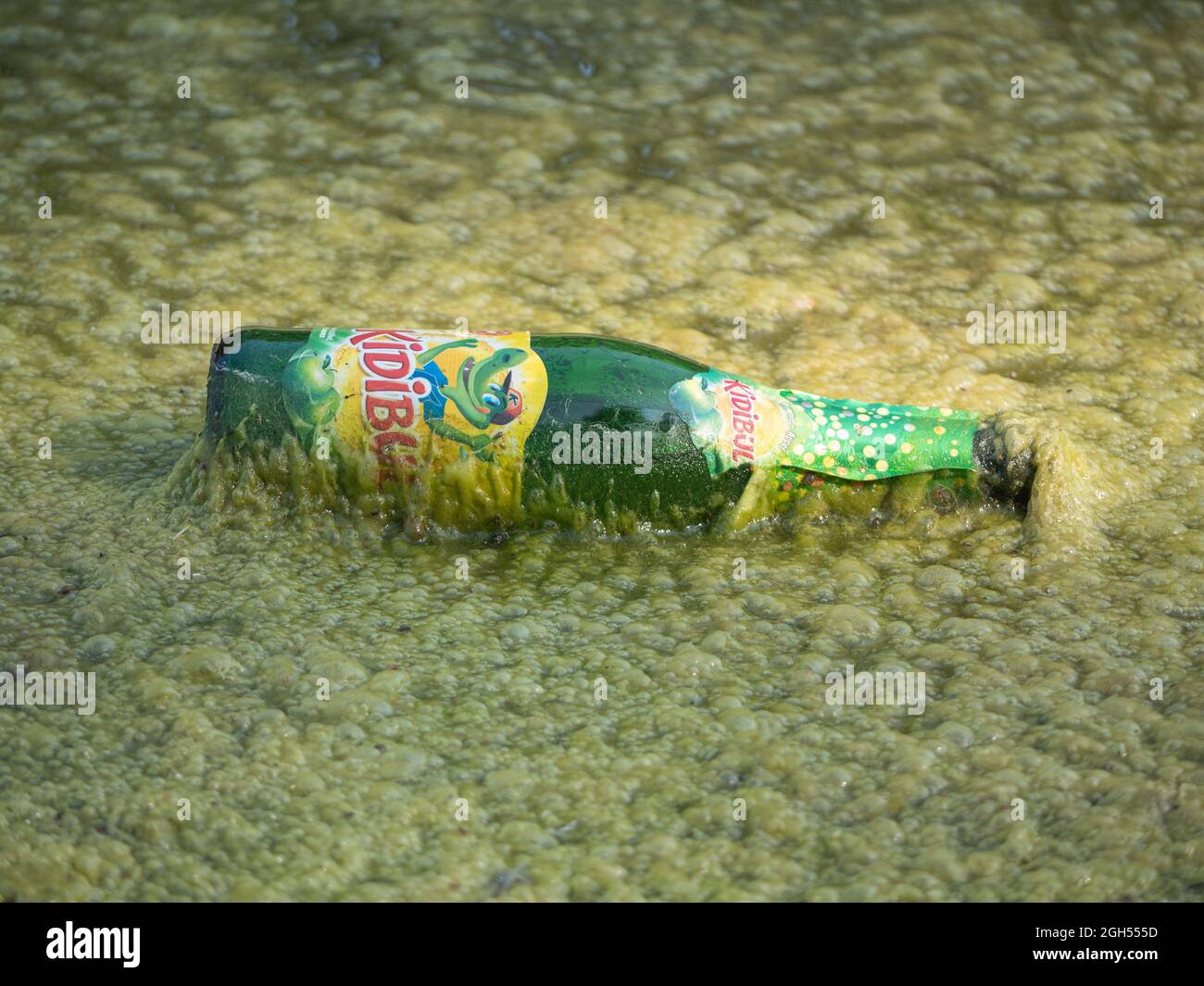 Sint Gillis Waas, Belgique, 05 septembre 2021, pollution, Une bouteille de soda verte flotte parmi les algues sur un étang Banque D'Images