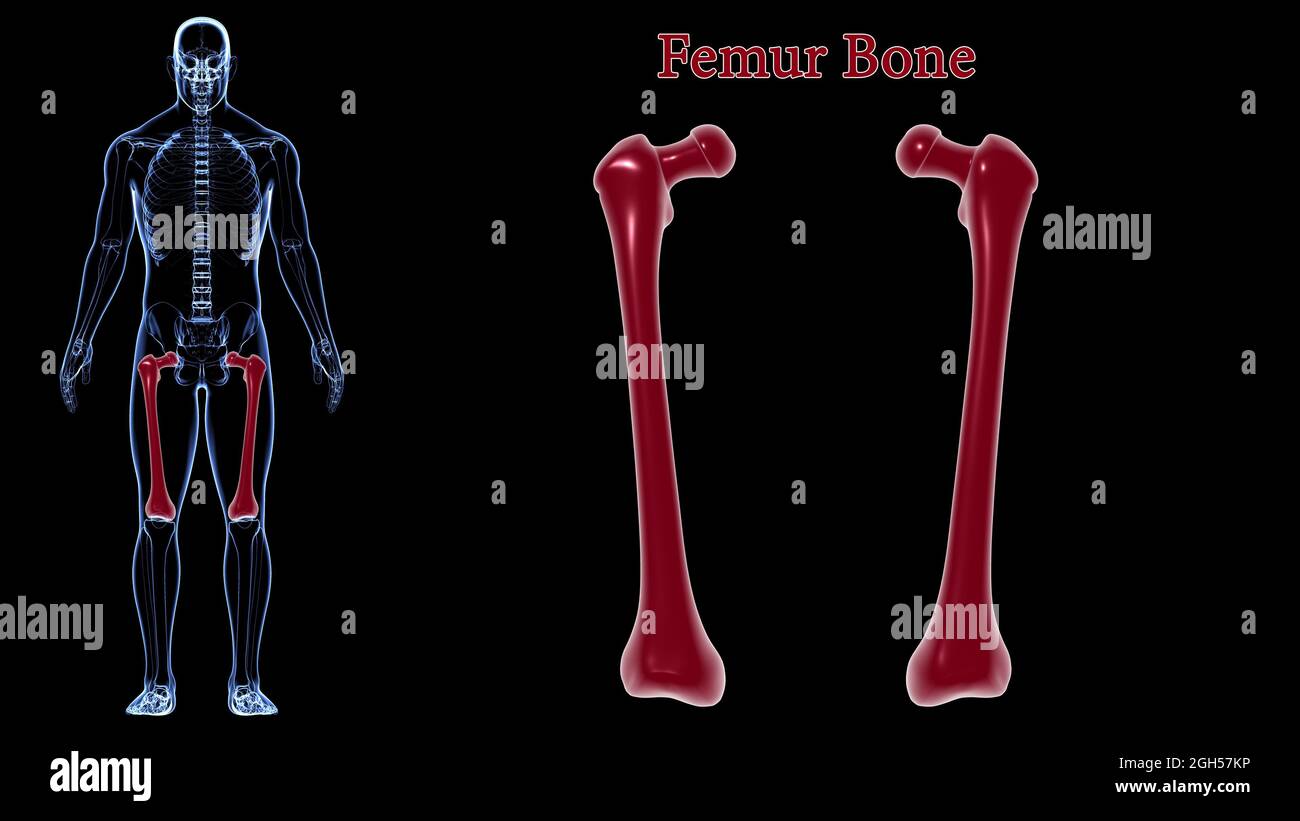 Anatomie du squelette humain Femur Bone 3D Rendering for Medical concept Banque D'Images