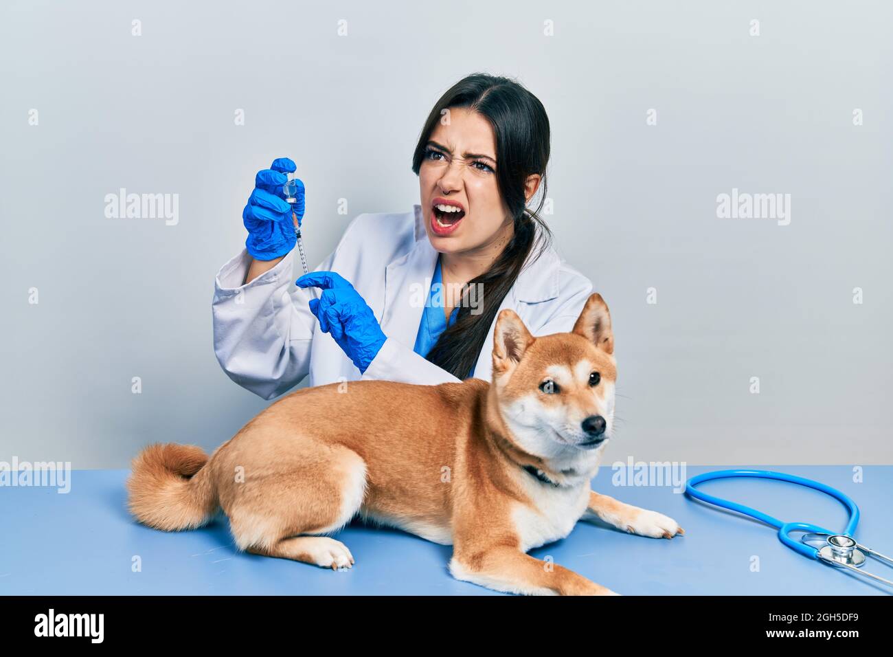 Belle femme vétérinaire hispanique mettant le vaccin au chien de chiot en colère et fou criant frustré et furieux, criant avec colère. Rage et aggre Banque D'Images