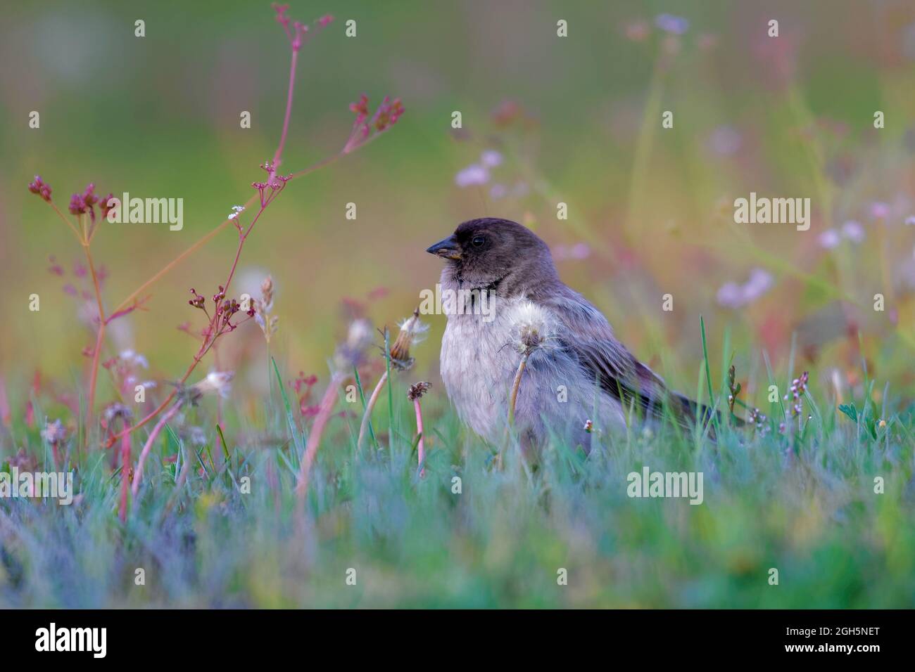 Finch de la montagne de Brandt Banque D'Images