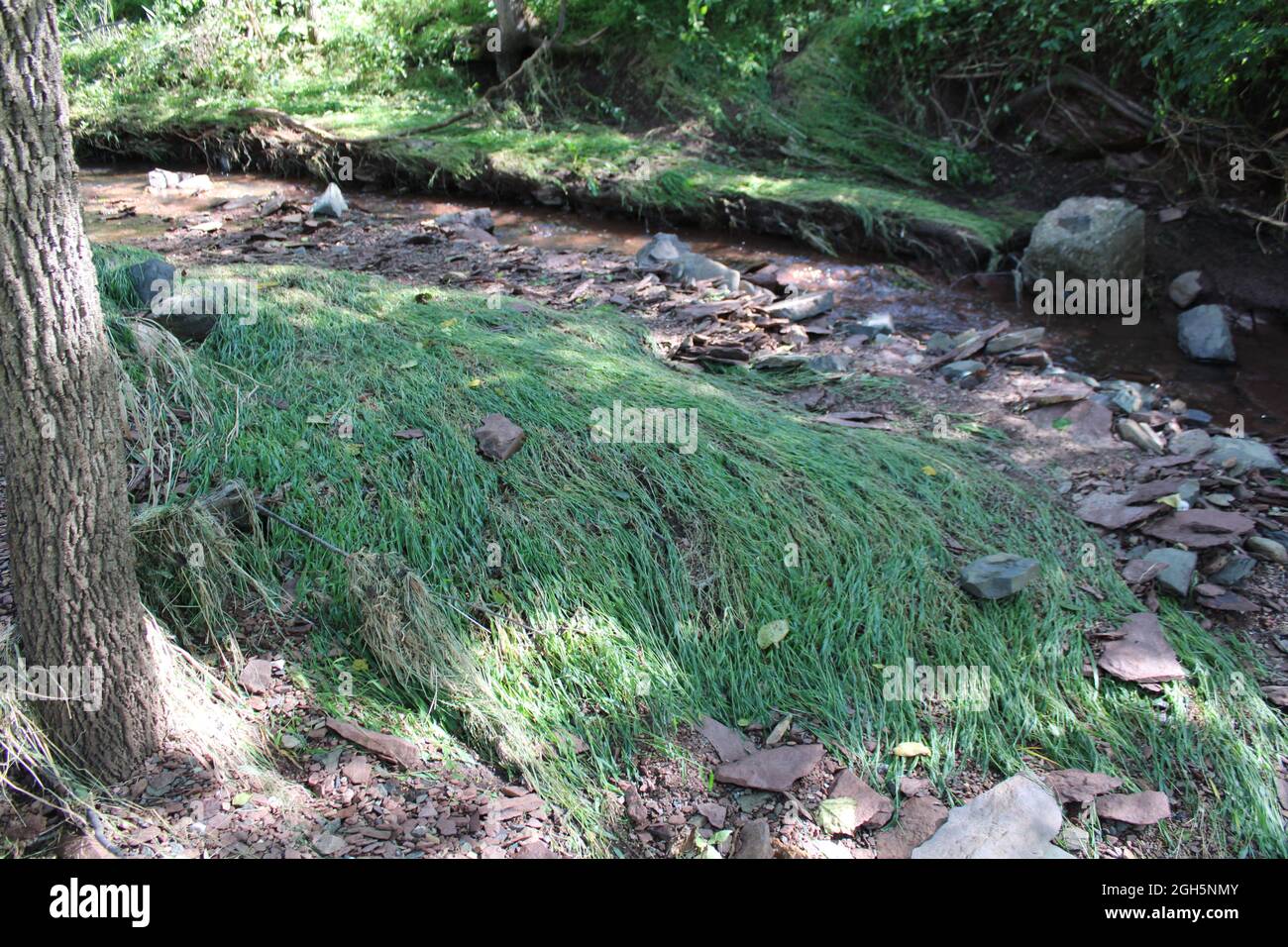 Feuillages de ruisseau aplatis par les eaux de crue précédentes Banque D'Images