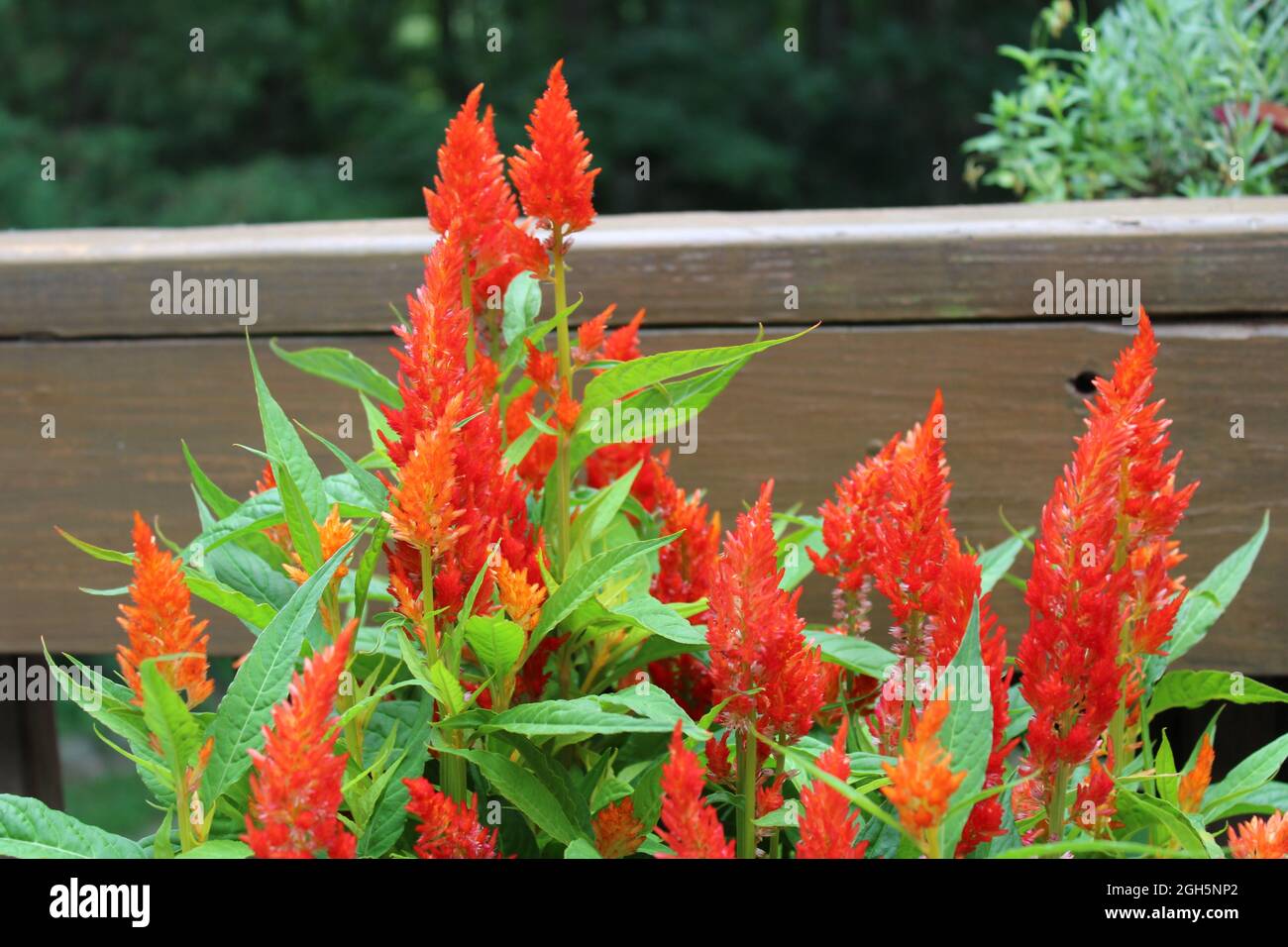 Un détail d'une usine Orange Celosia lumineuse Banque D'Images