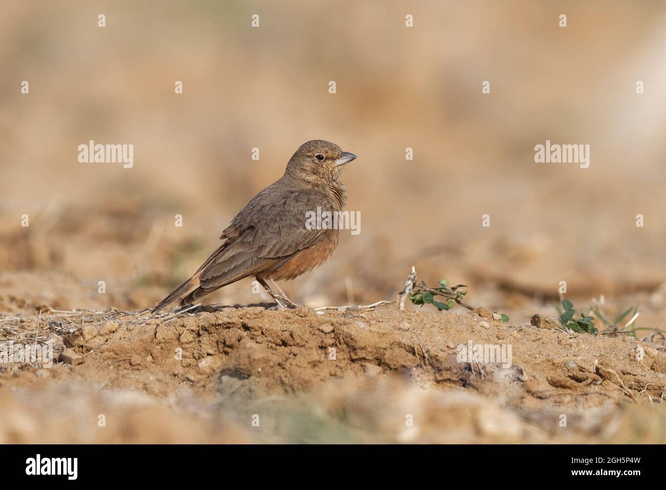 Lark à queue rufée Banque D'Images