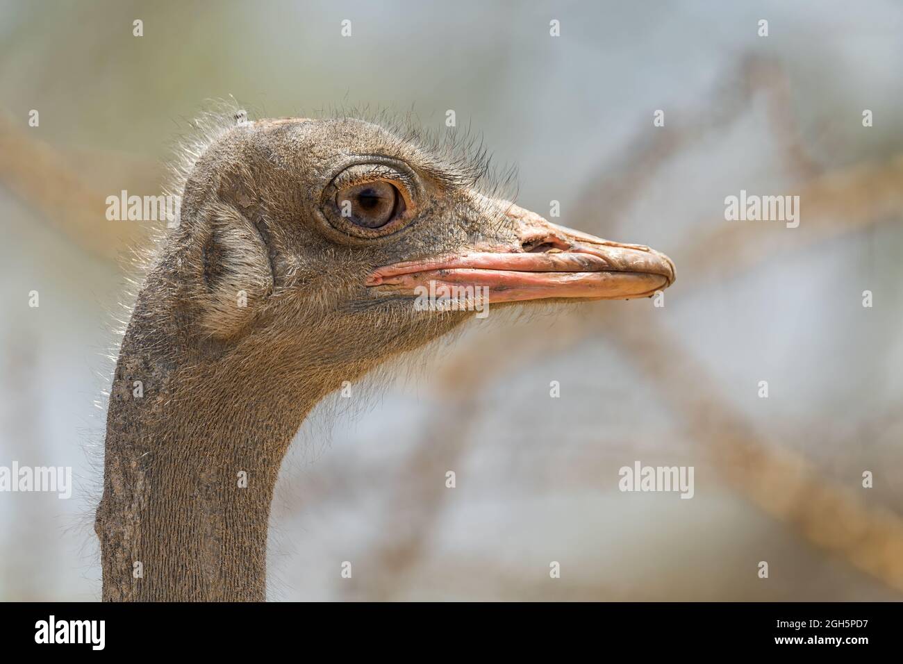Ostrich somalien - Struthio molybdophanes, grand oiseau sans vol originaire de la Corne de l'Afrique, en Éthiopie. Banque D'Images