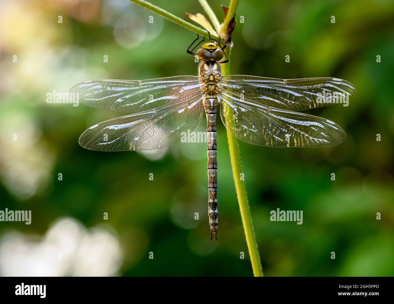 Macro d'une dragnonflyon une plante Banque D'Images