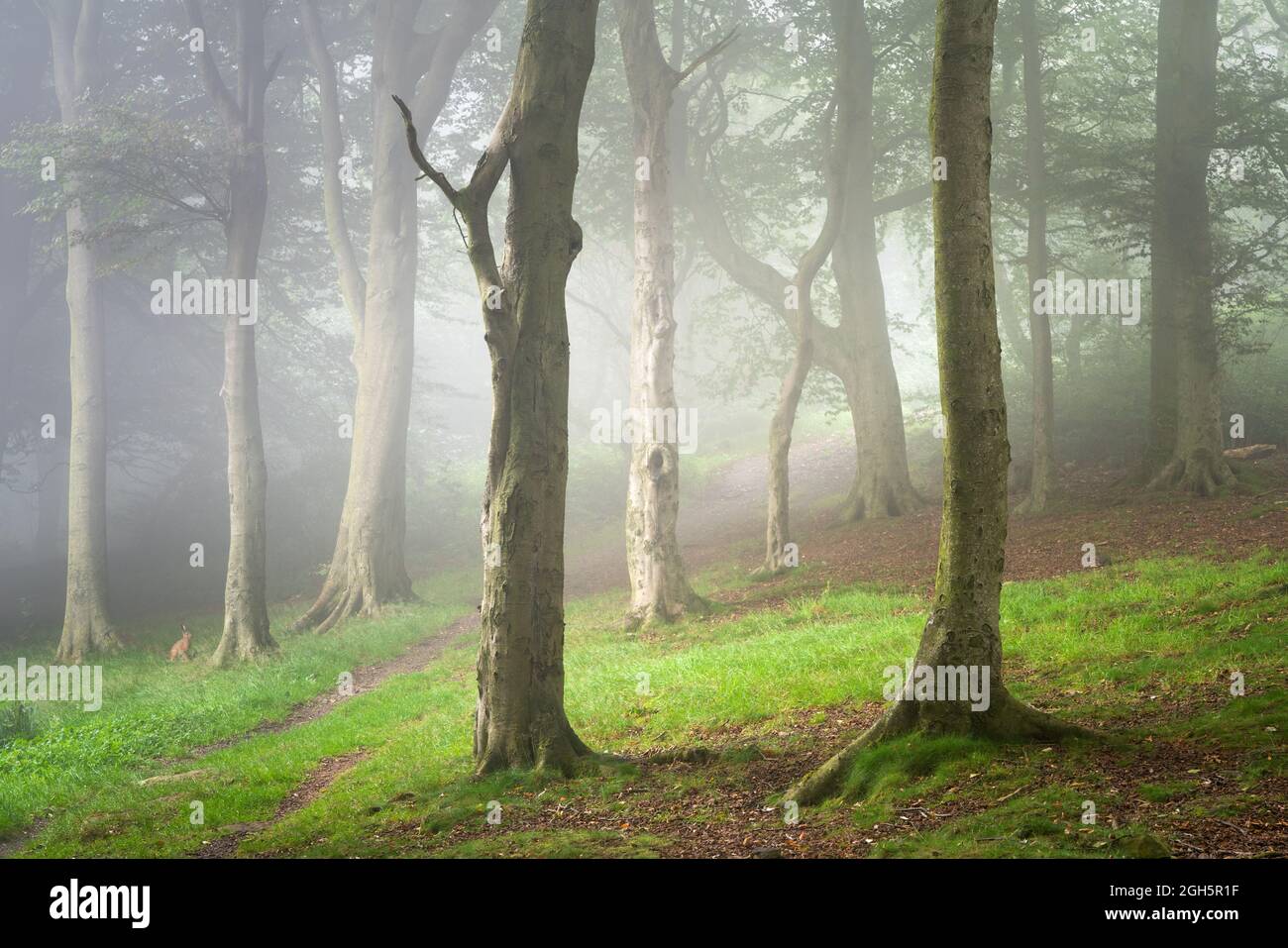 Une scène de forêt brumeuse dans le parc forestier d'Otley Chevin est rehaussée par l'ajout inattendu d'un lièvre qui s'amblait dans le cadre. Banque D'Images
