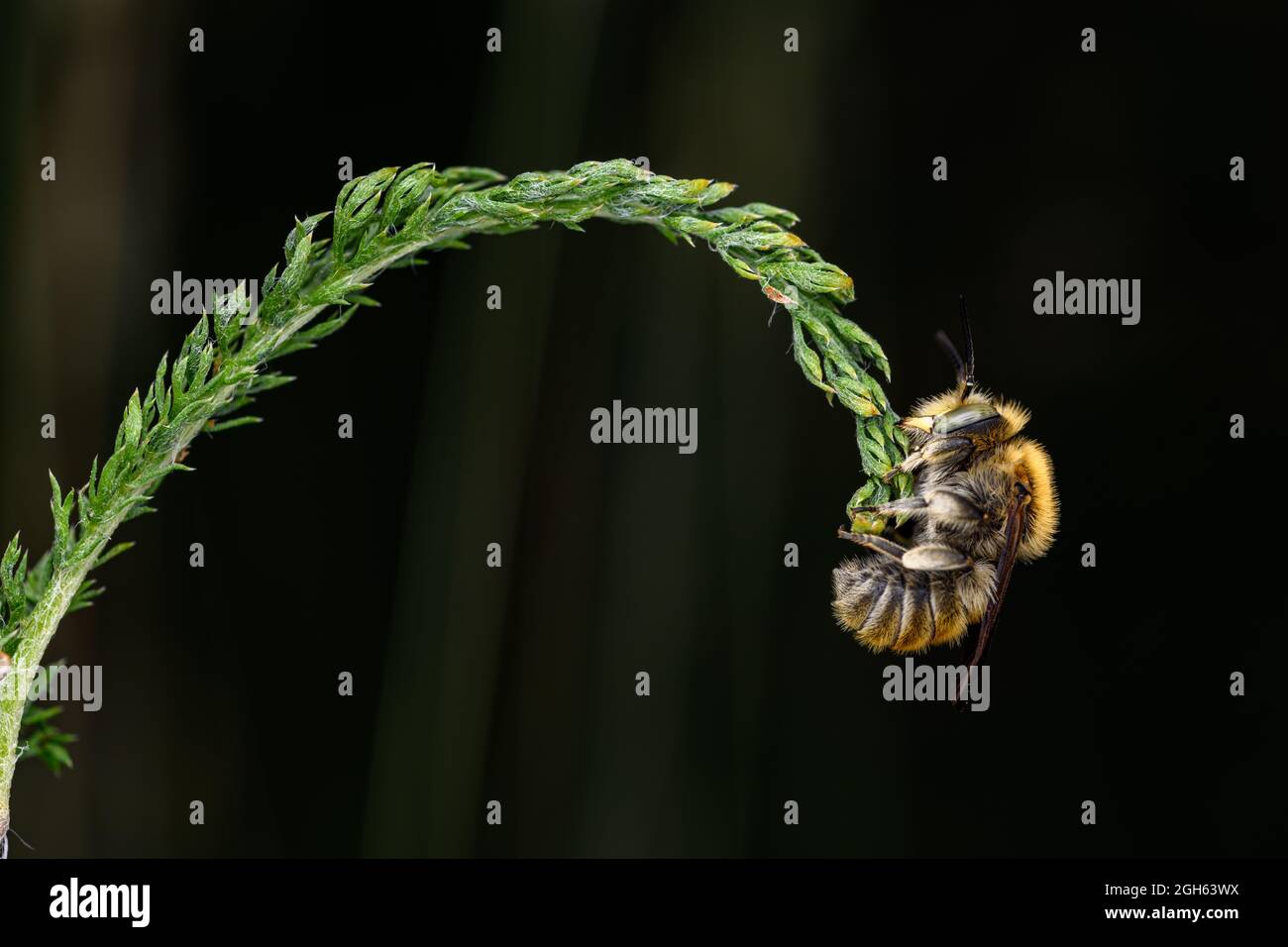 anthophora bimaculata saisi avec les mâchoires à une herbe fine Banque D'Images