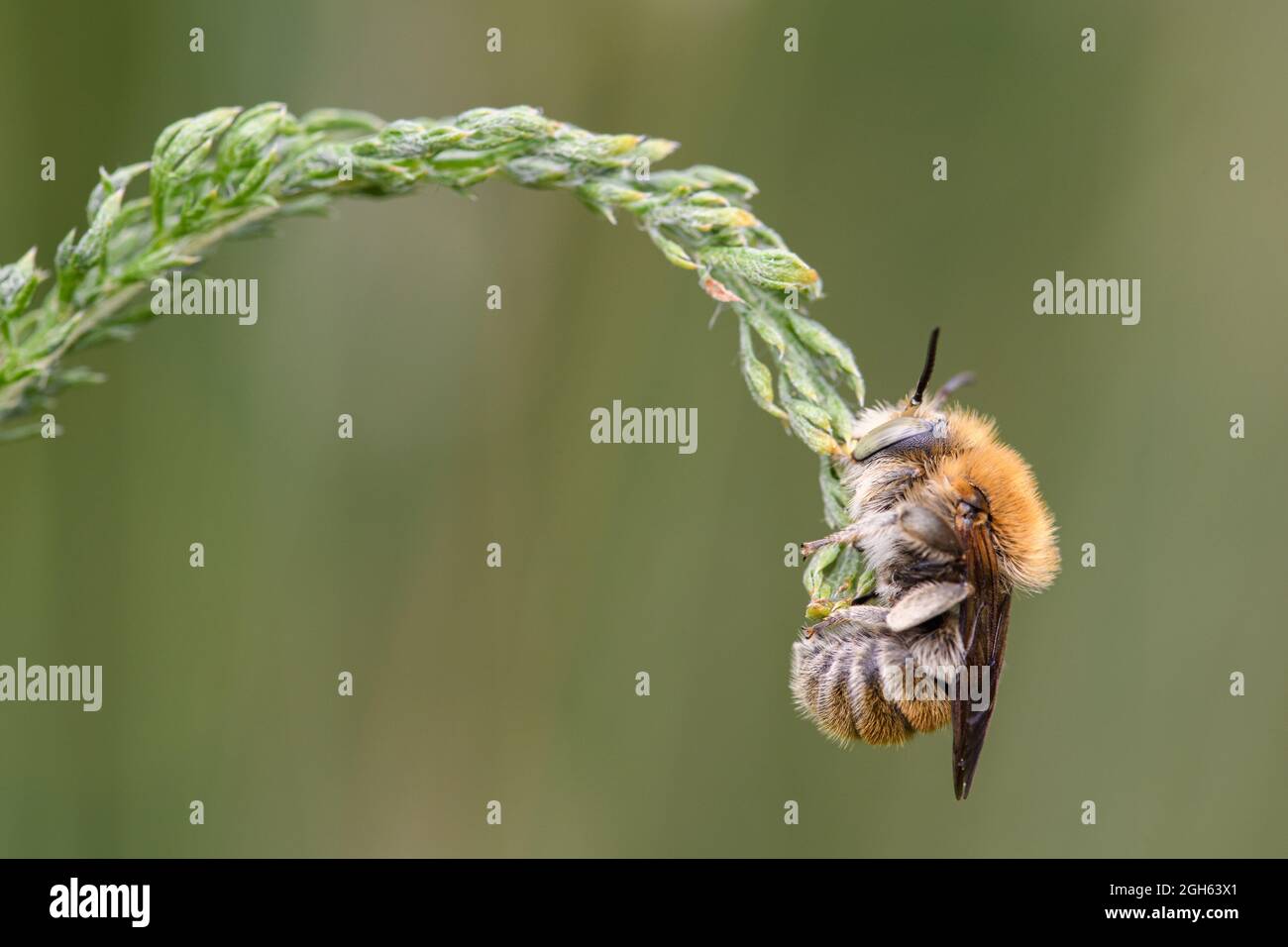 anthophora bimaculata saisi avec les mâchoires à une herbe fine Banque D'Images
