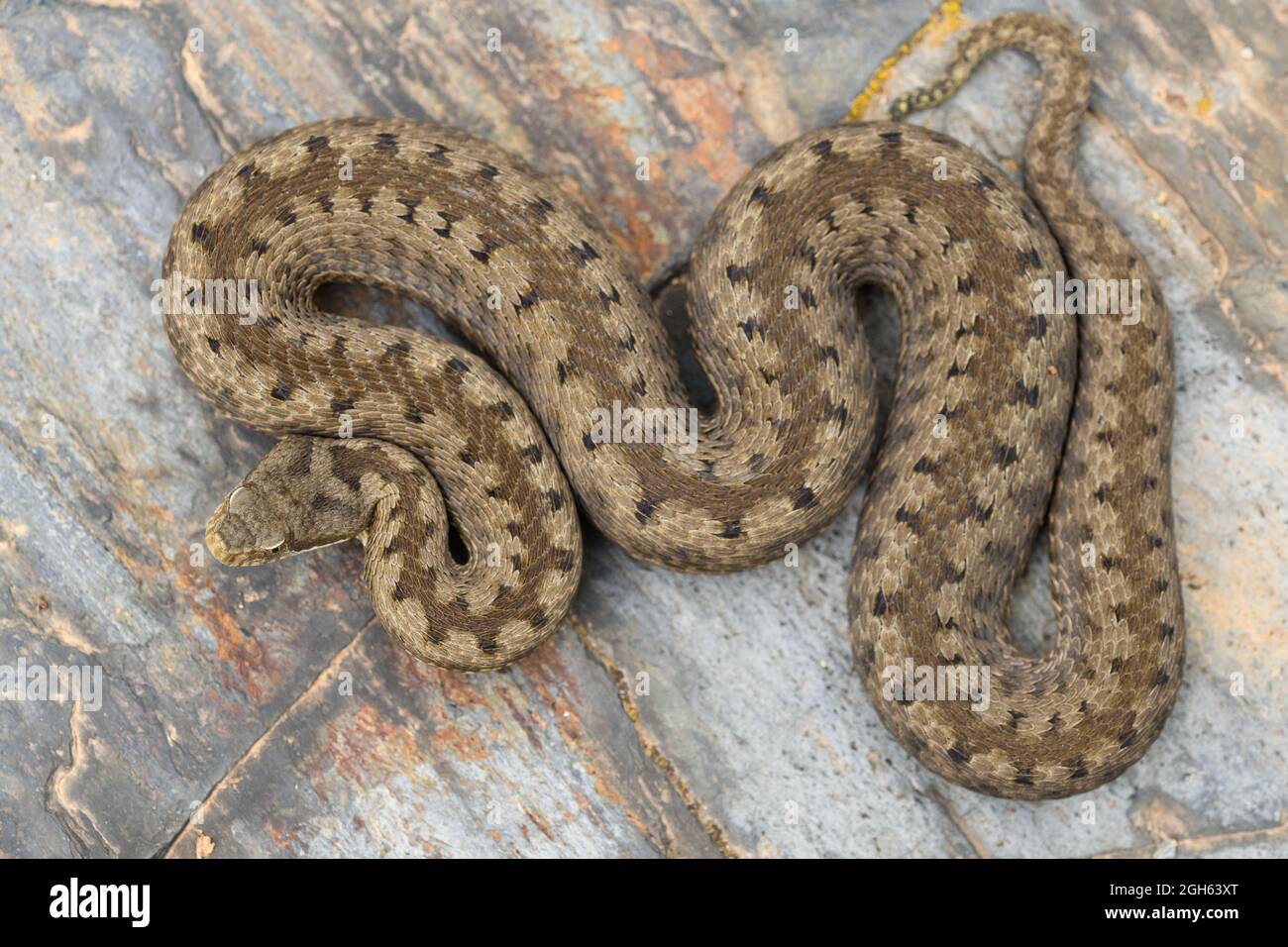 Cenital shot ASP viper (Vipera aspis) dans la nature Banque D'Images