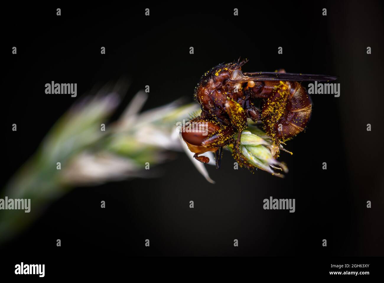Sicus ferrugineus est une espèce de mouches du genre Sicus Conopidae dans la famille Banque D'Images
