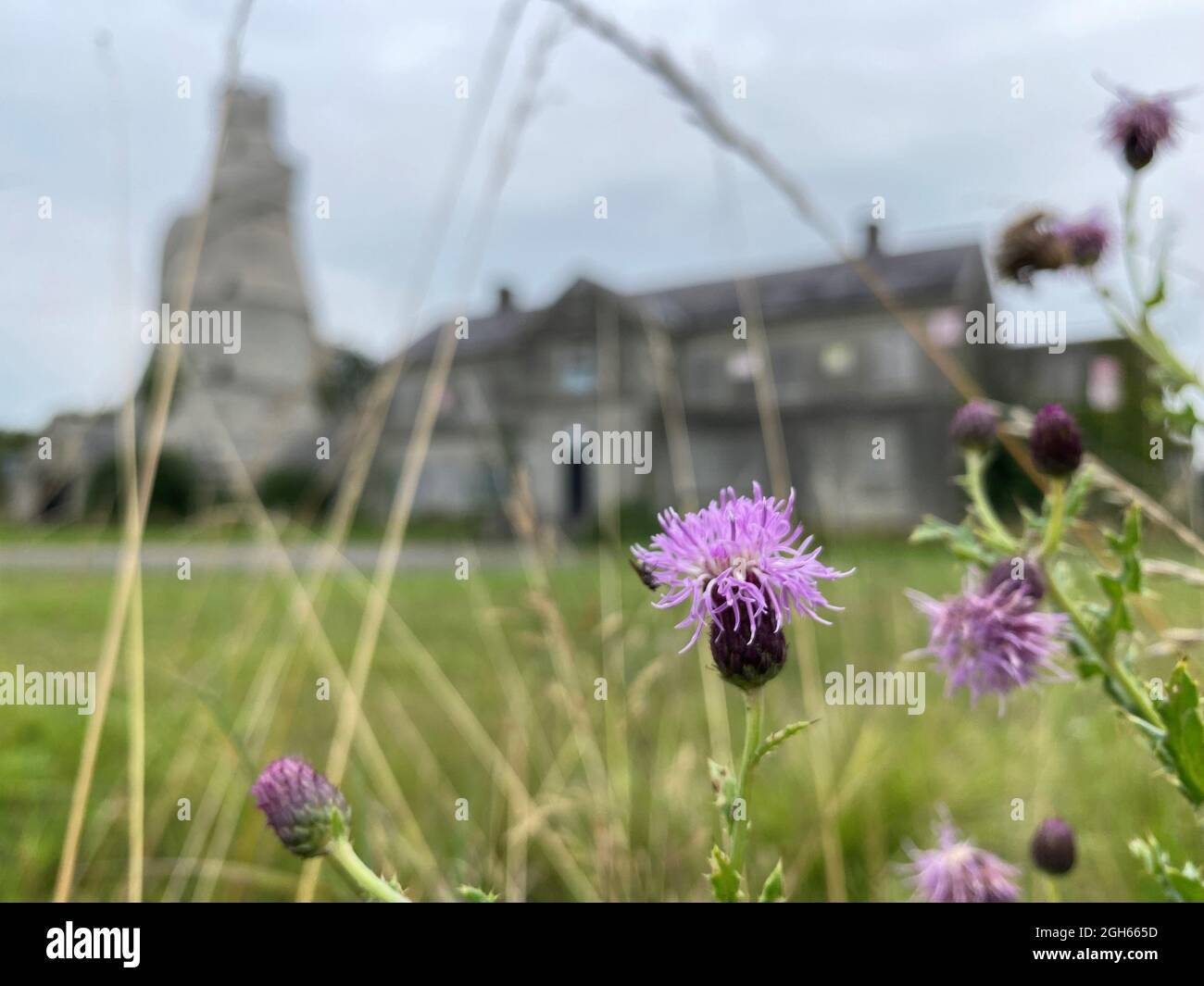 Fleurs à la magnifique Barn, une grange en forme de tire-bouchon construite sur le bord de Castletown House Estate de la famille Conolly, qui borde Leixlip et Celbridge, Irlande. Date de la photo: Dimanche 5 septembre 2021. Banque D'Images