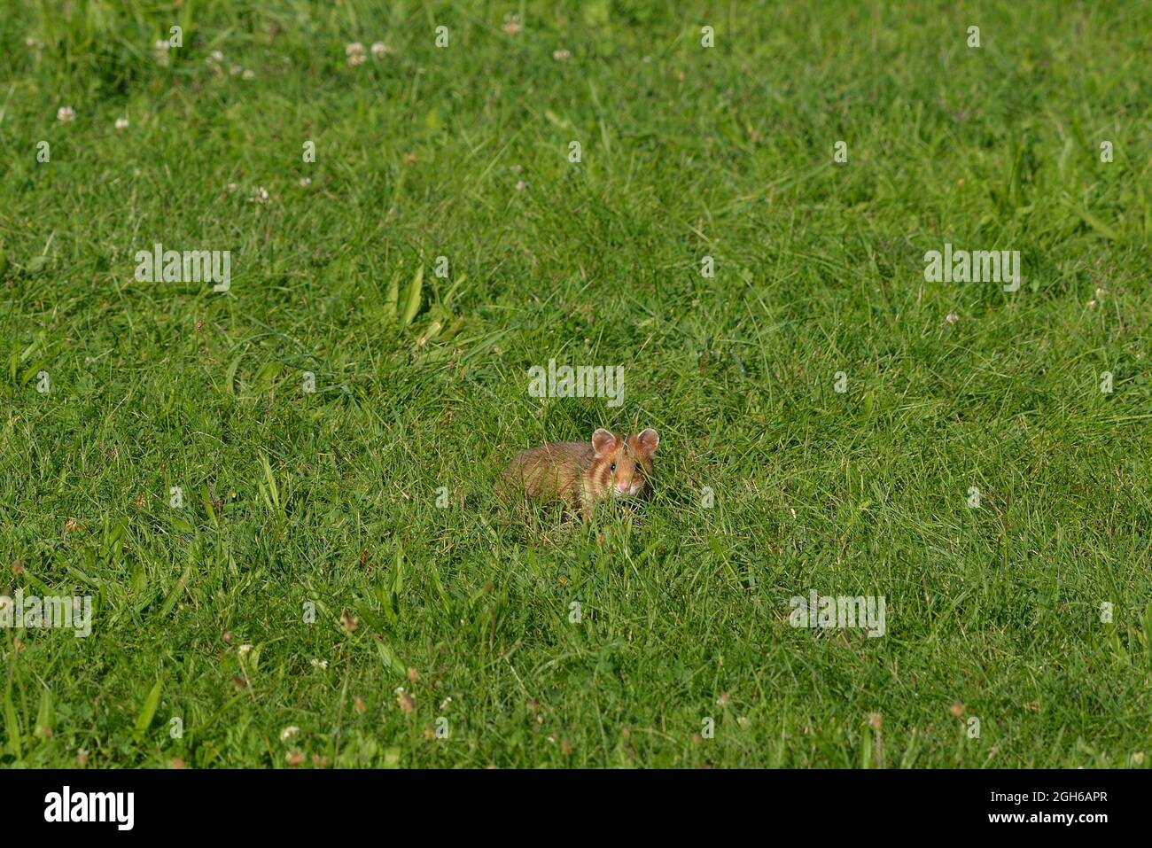 Vienne, Autriche. Le cimetière central de Vienne. Hamster européen (Cricetus cricetus) au cimetière central Banque D'Images