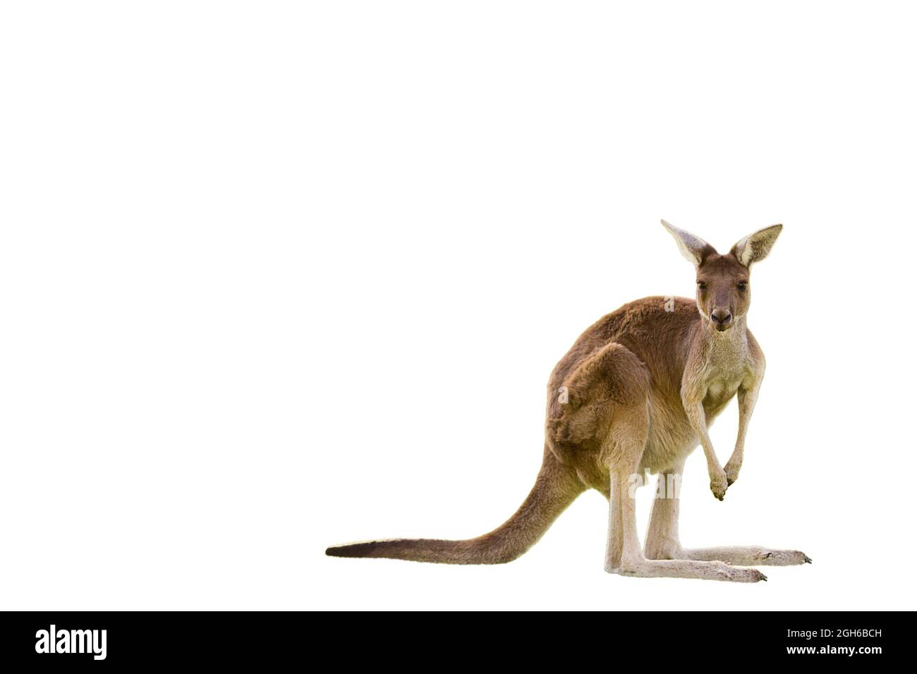Magnifique kangourou en position d'alerte SUR FOND BLANC AVEC ESPACE DE COPIE isolé, blanc, Perth, Australie occidentale, Australie Banque D'Images