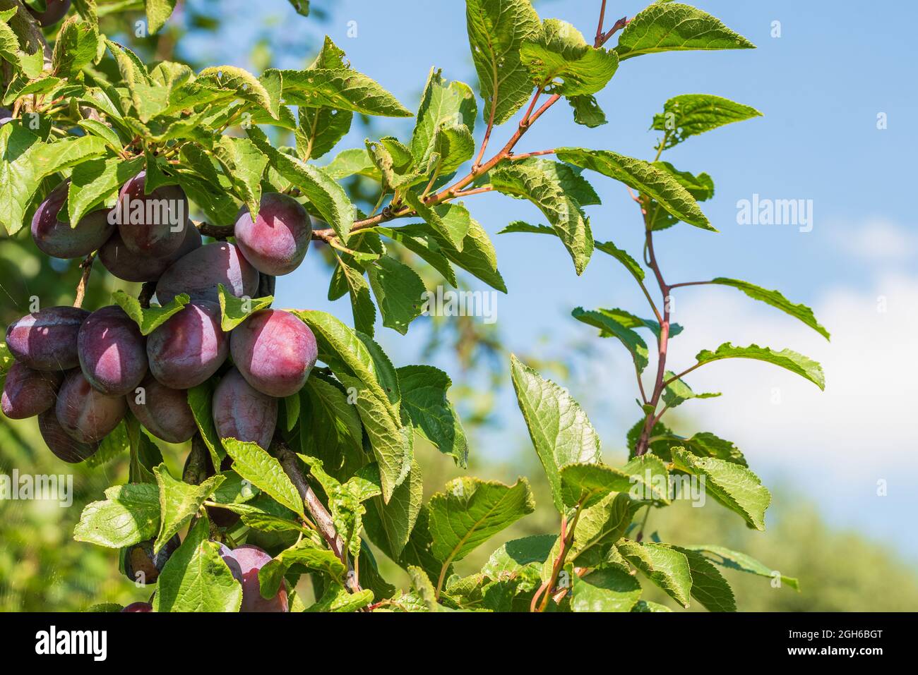 gros plan de prunes mûres sur l'arbre contre le ciel bleu Banque D'Images